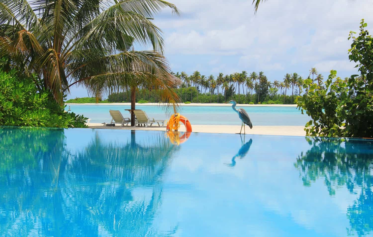 Heron by swimming pool at Olhuveli, Maldives