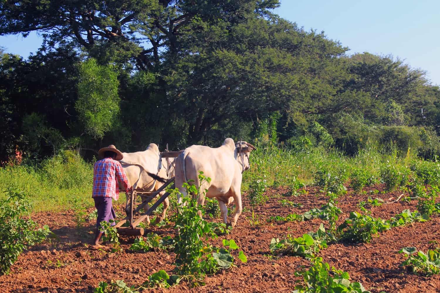 burma farmer