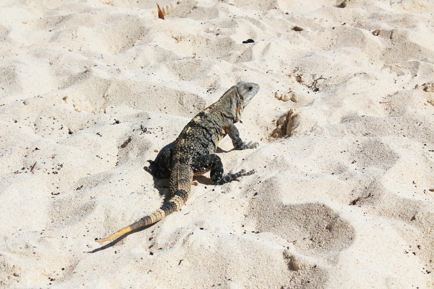 Iguana on the beach in Tulum