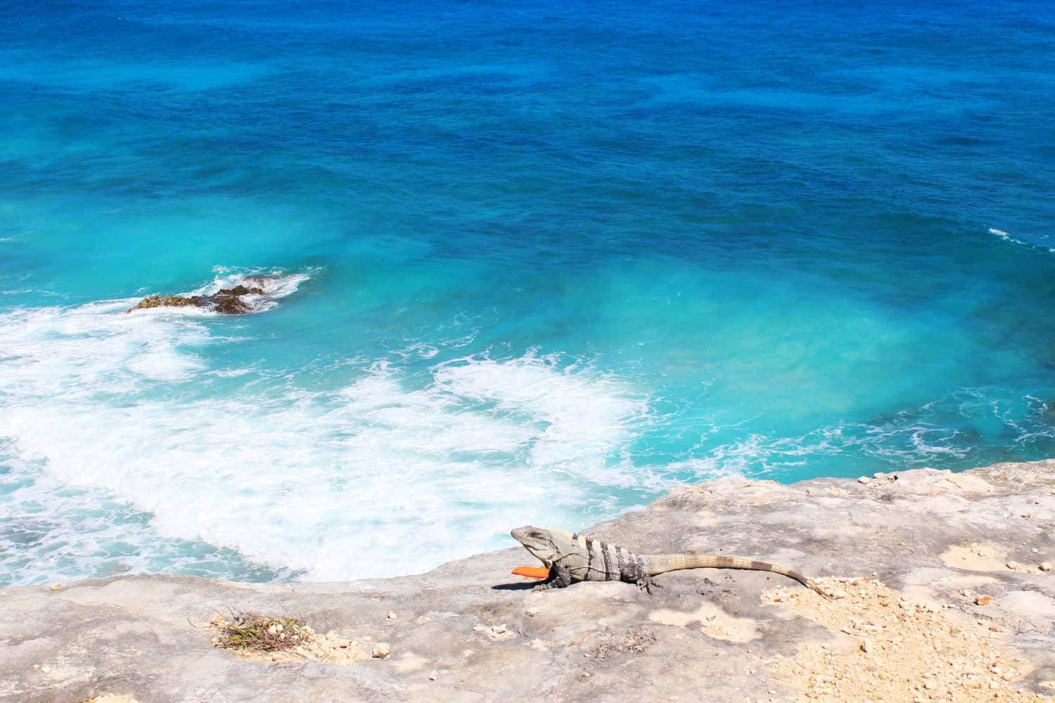 Iguana in Isla Mujeres