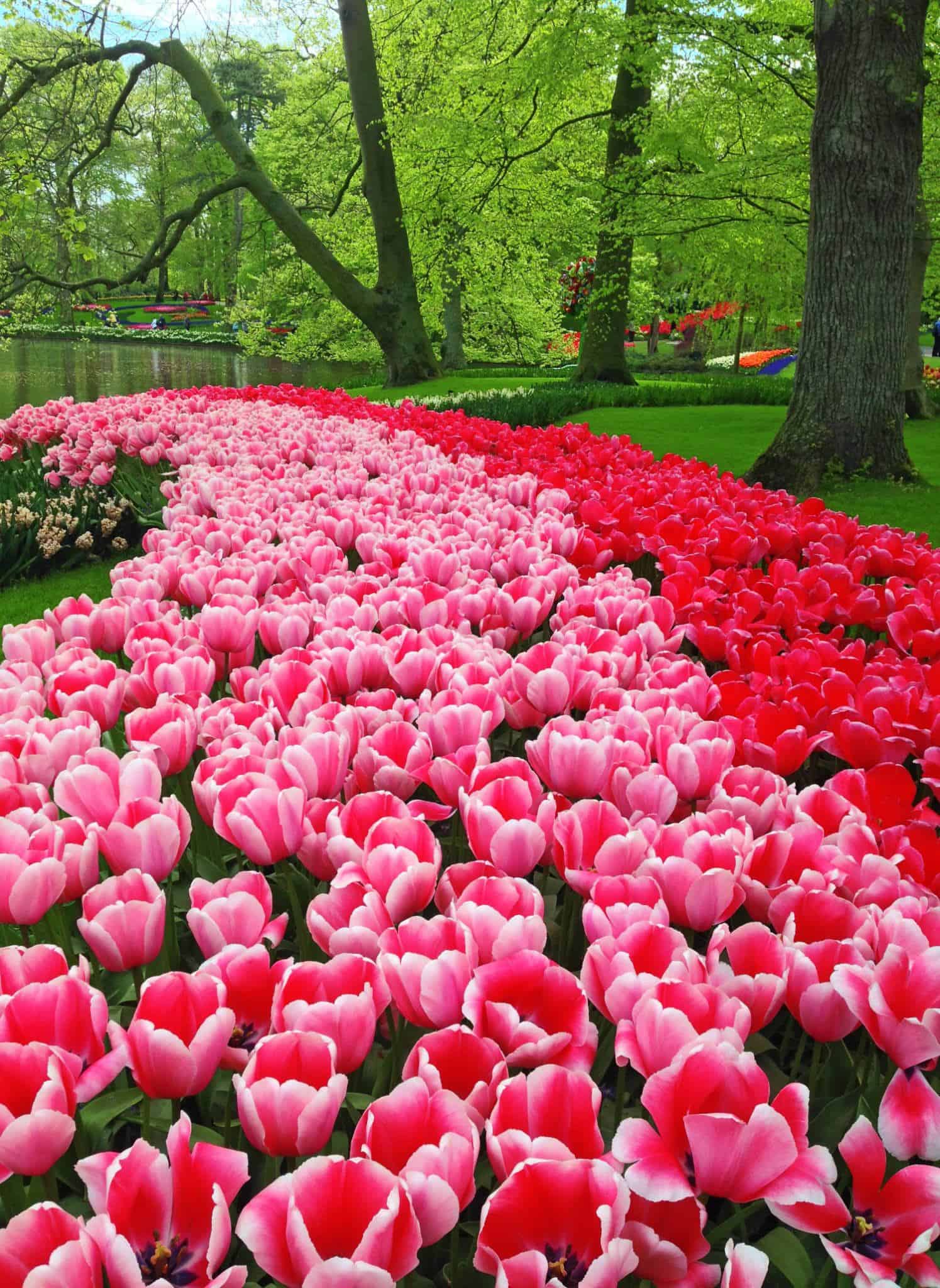 Keukenhof tulip gardens