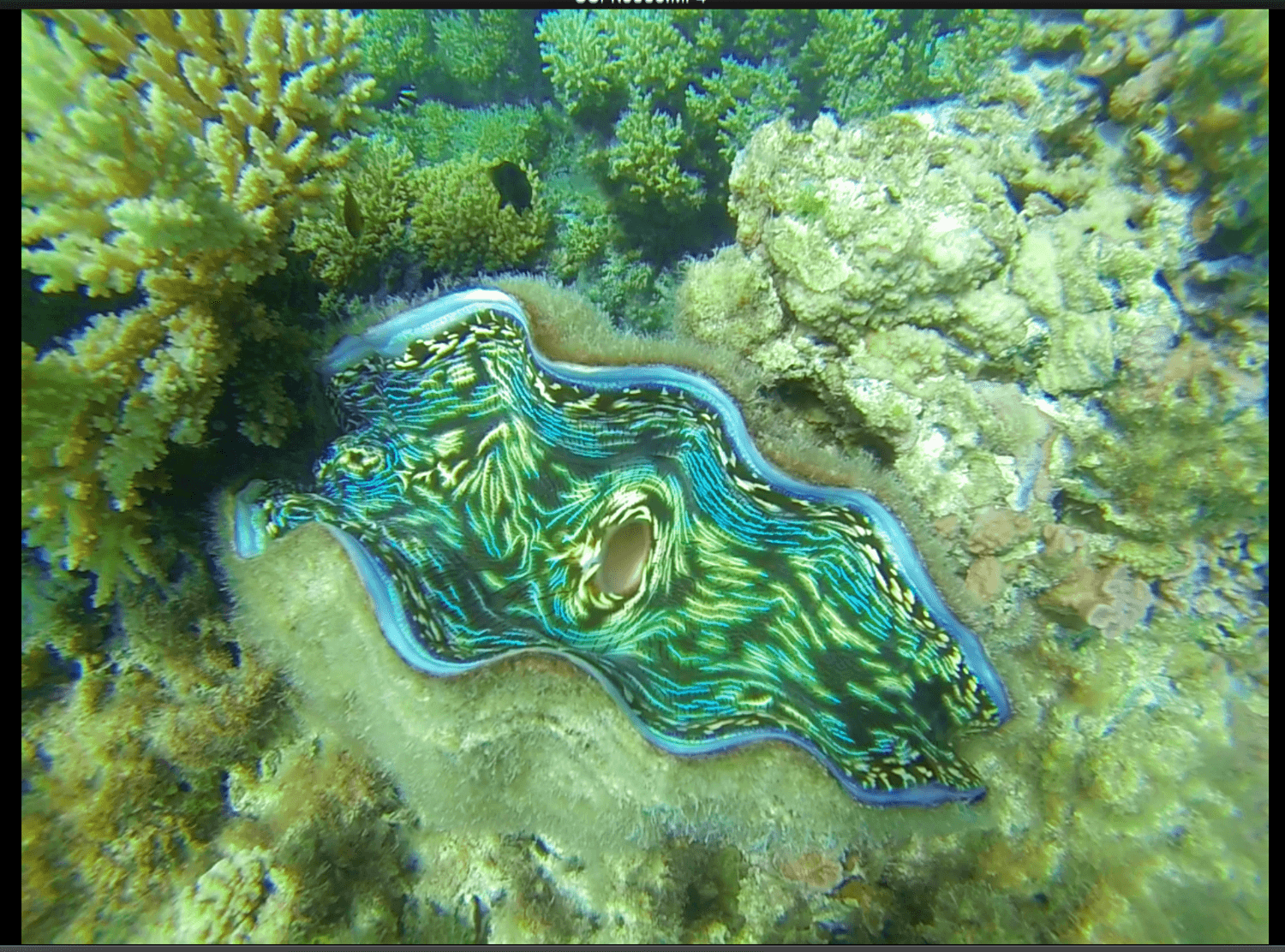 Giant clams in Aitutaki.