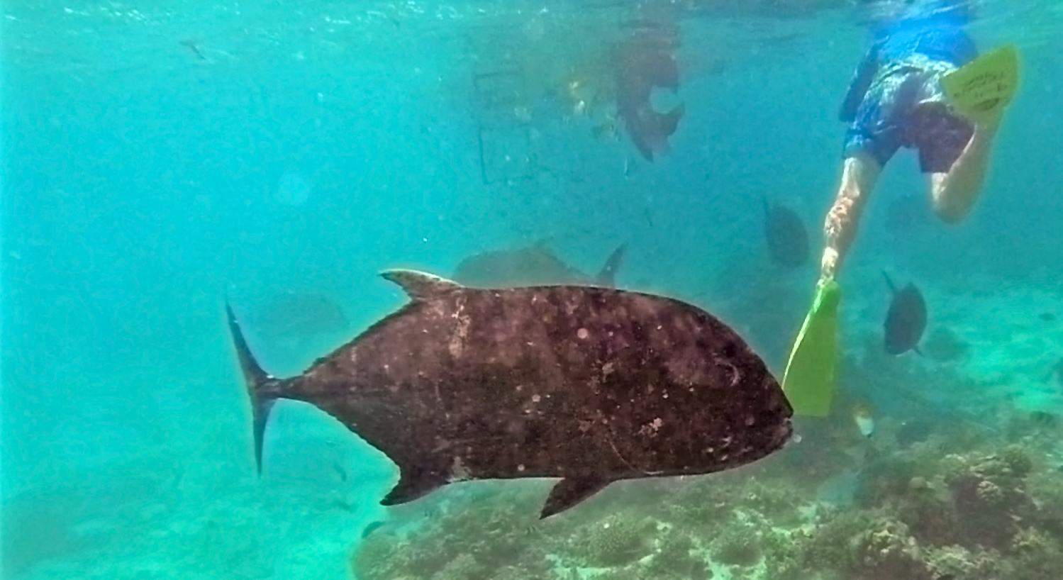 Trevally in Aitutaki