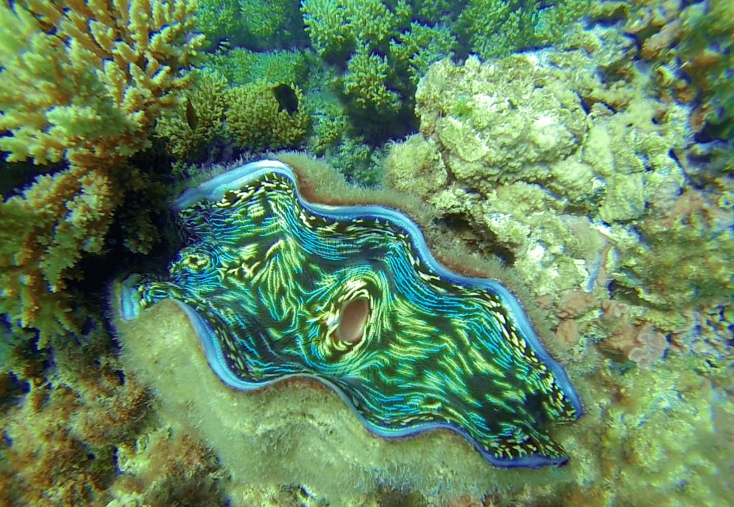 giant clam in Aitutaki