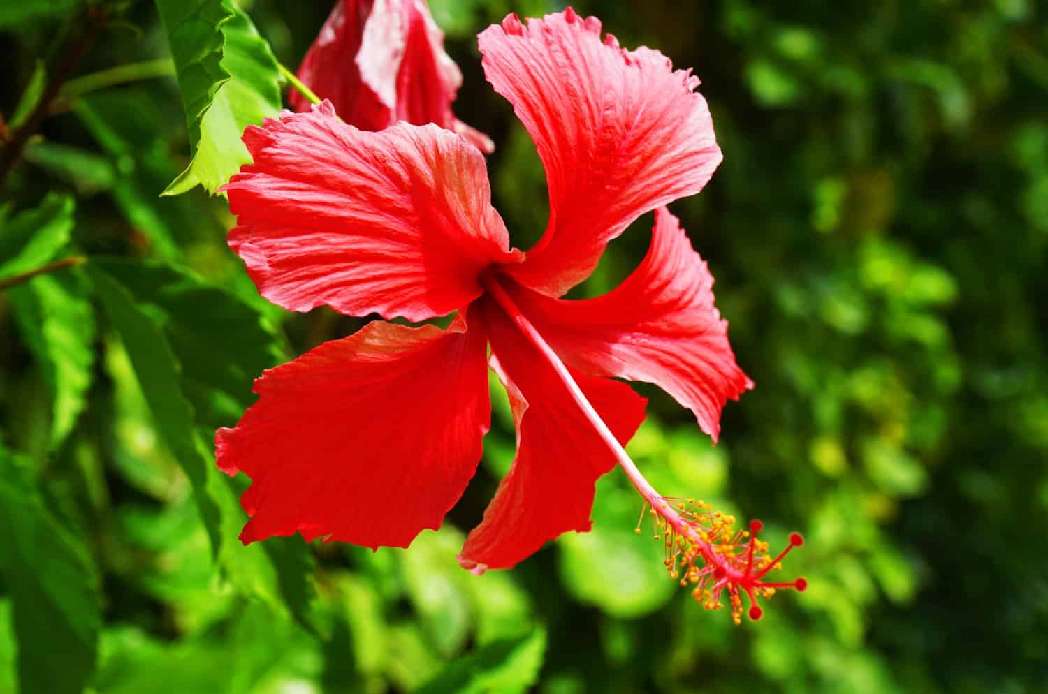 Red flower in Huahine, French Polynesia.