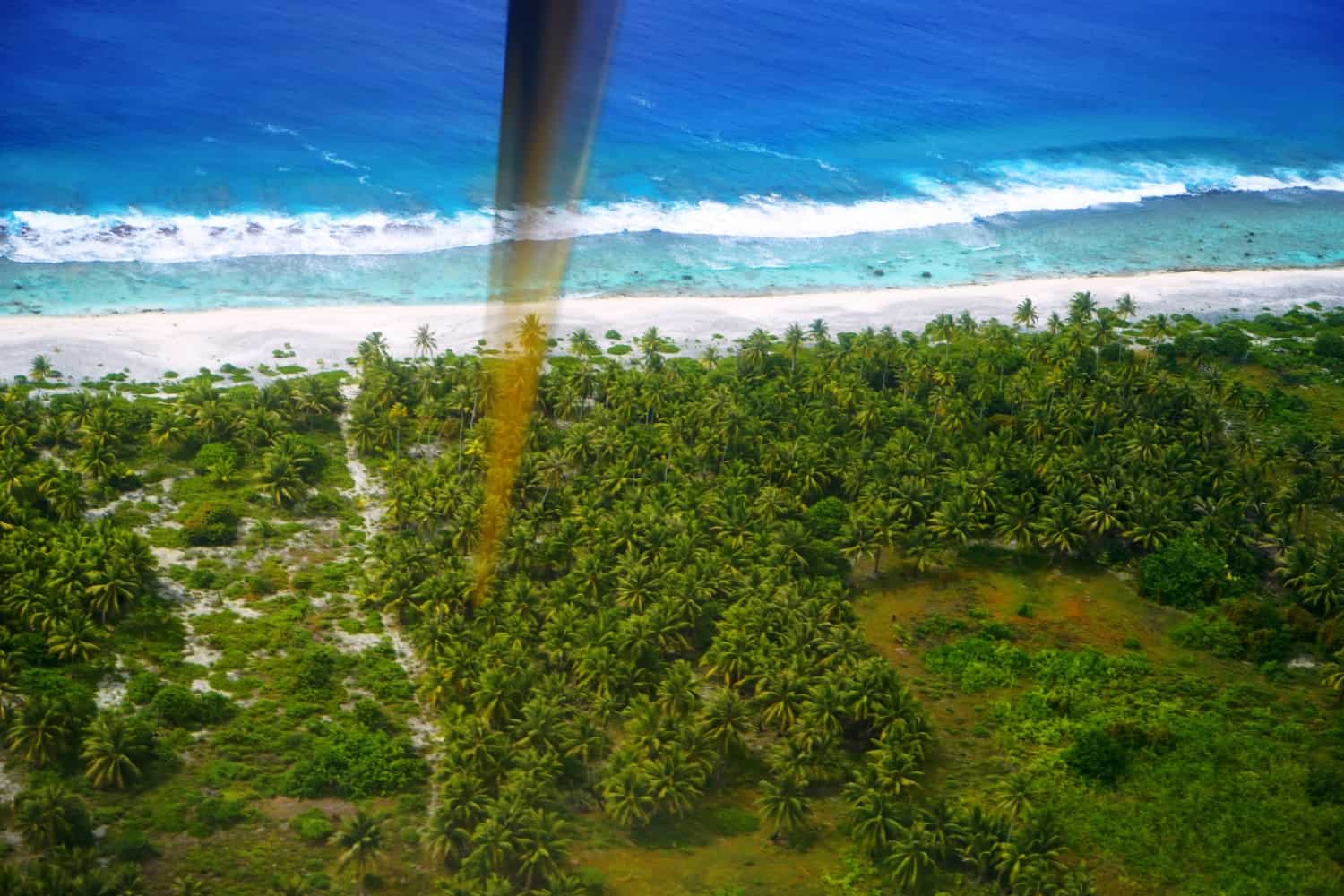 Palm trees in Maupiti