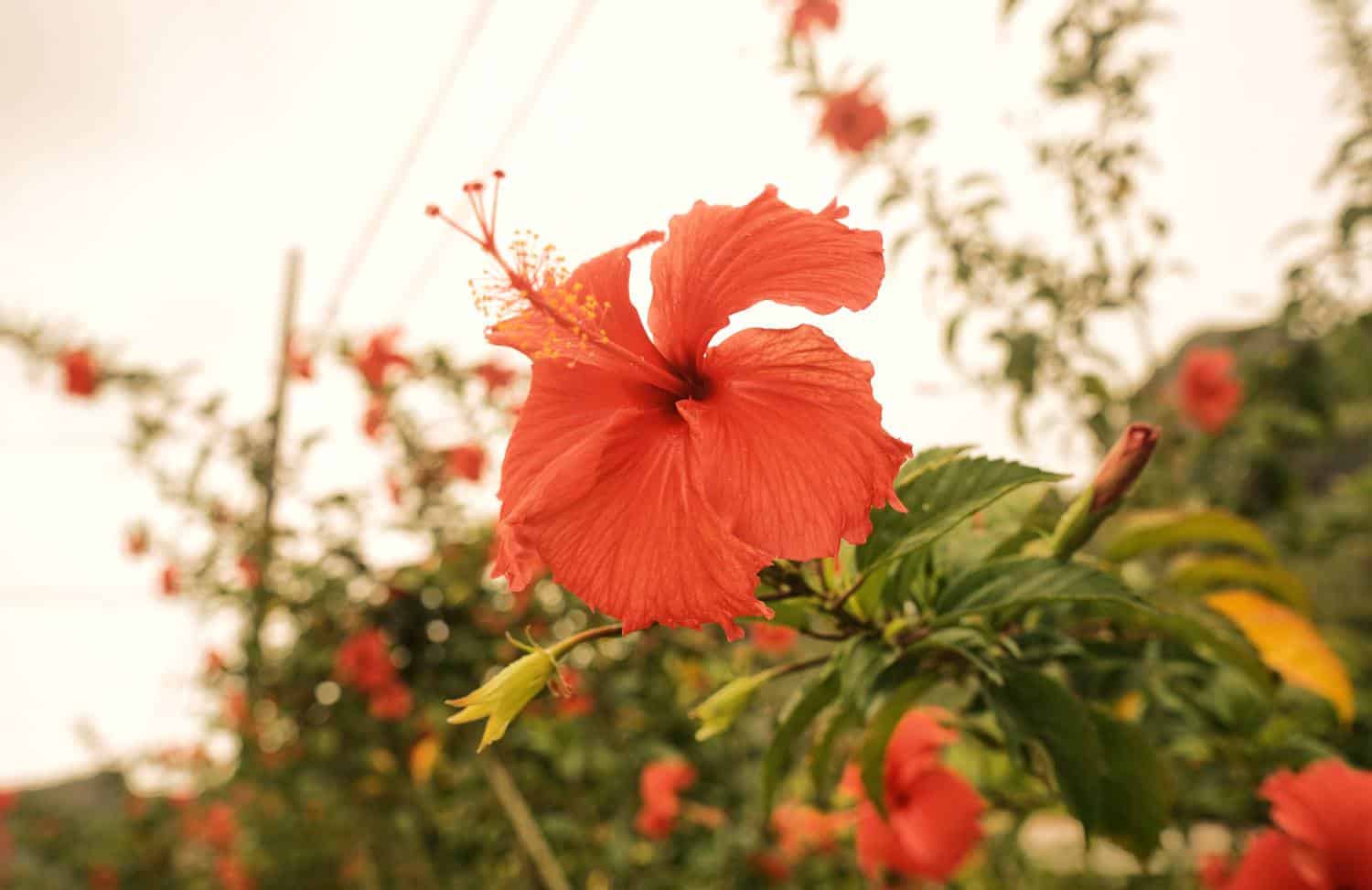 flower in maupiti