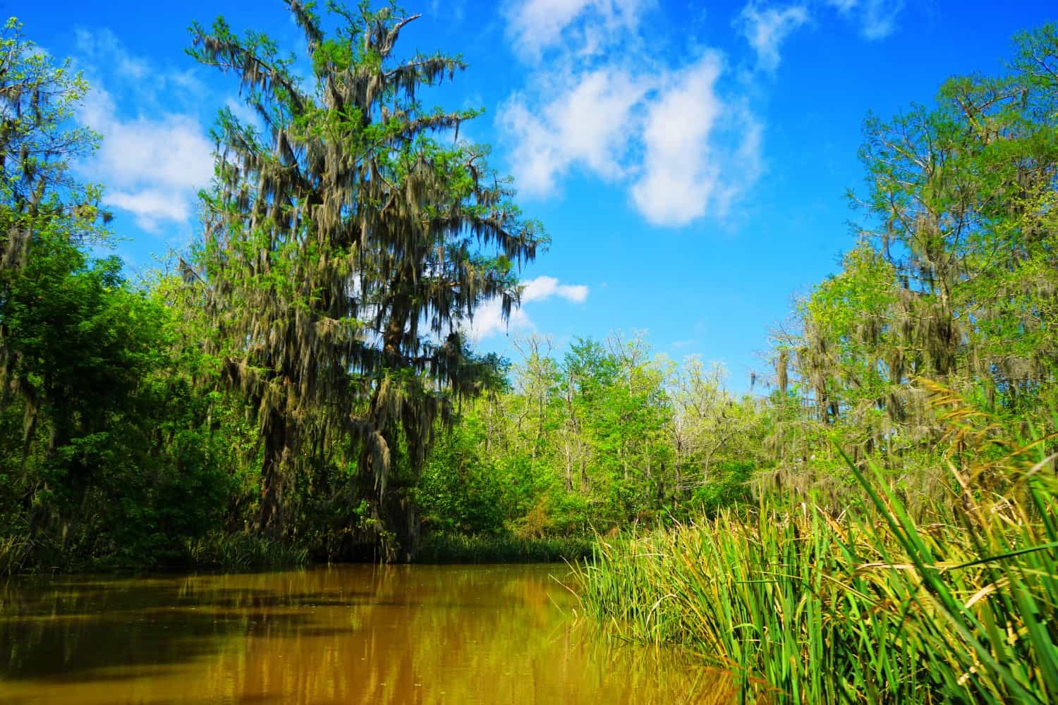 Louisiana swamp tour