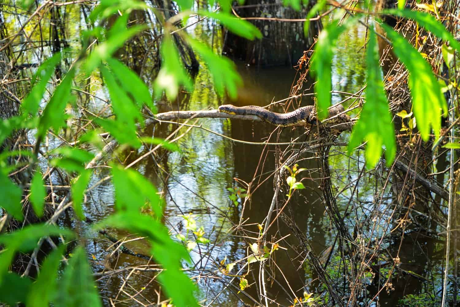 louisiana snake