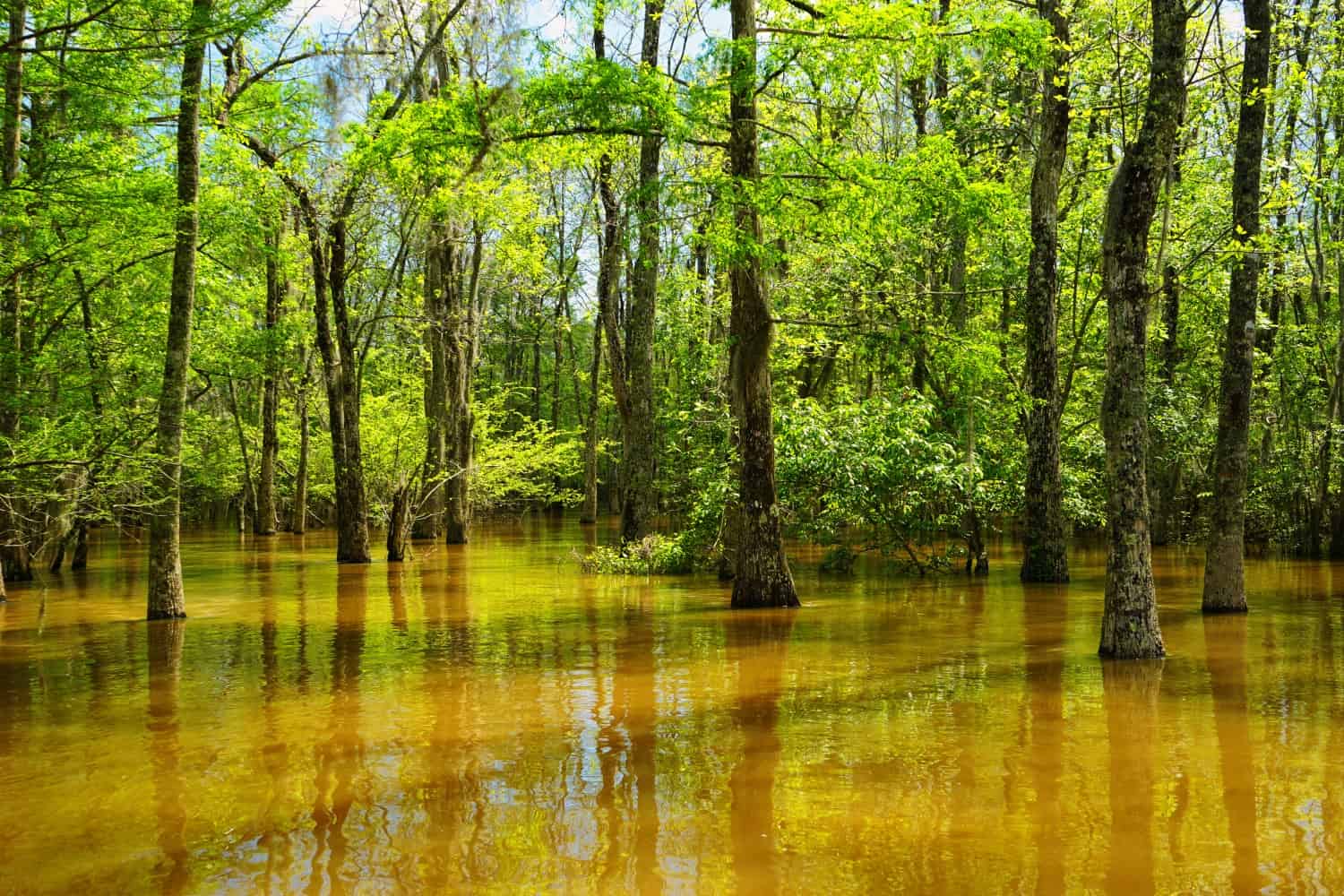 slidell swamp