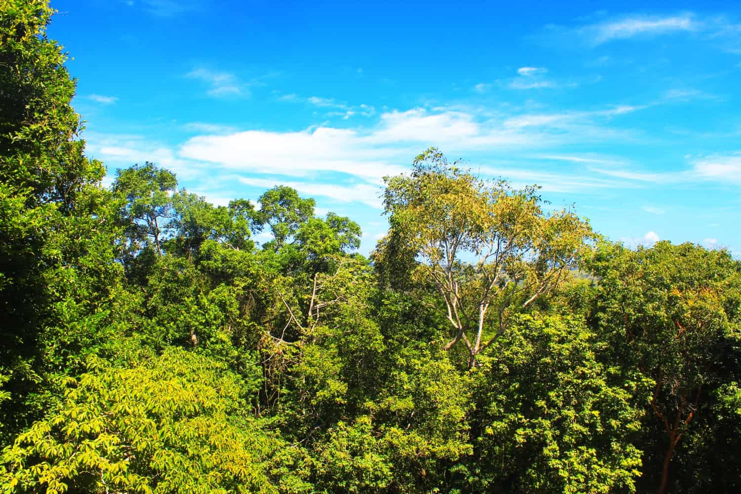 Belize jungle