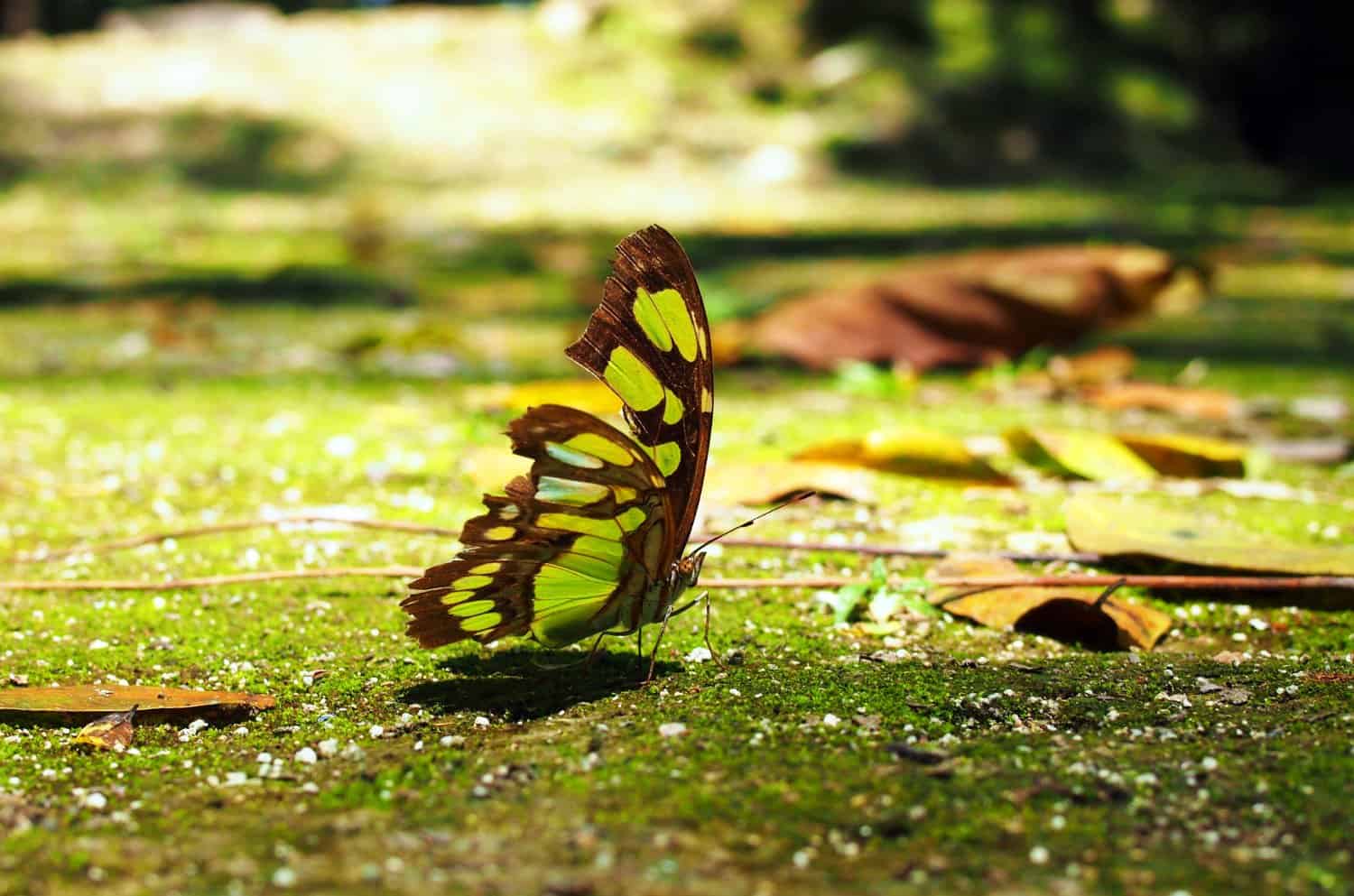 Butterfly at Cahal Pech