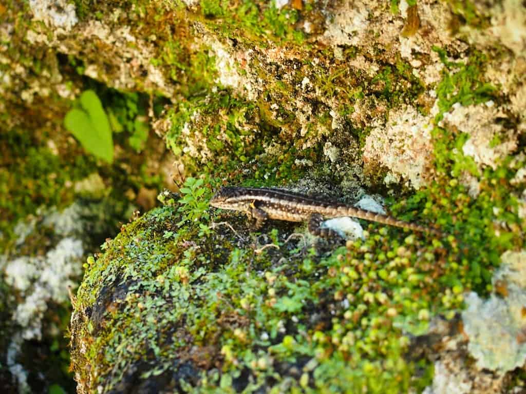 Lizard at Tikal