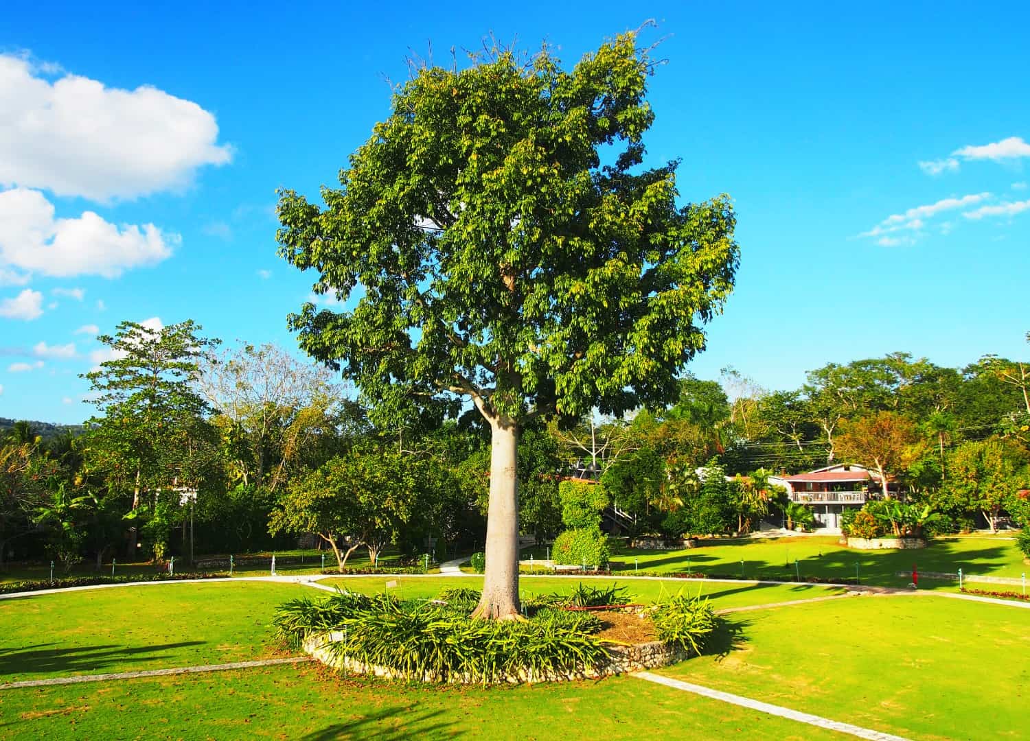 Tree at El Remate