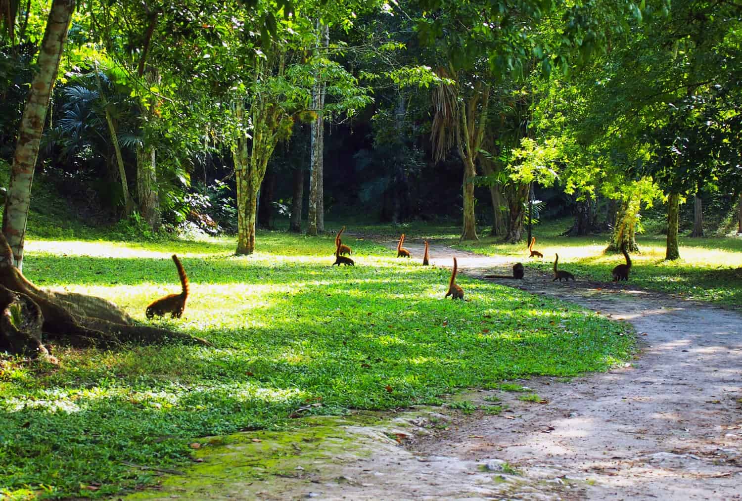 animals-at-tikal