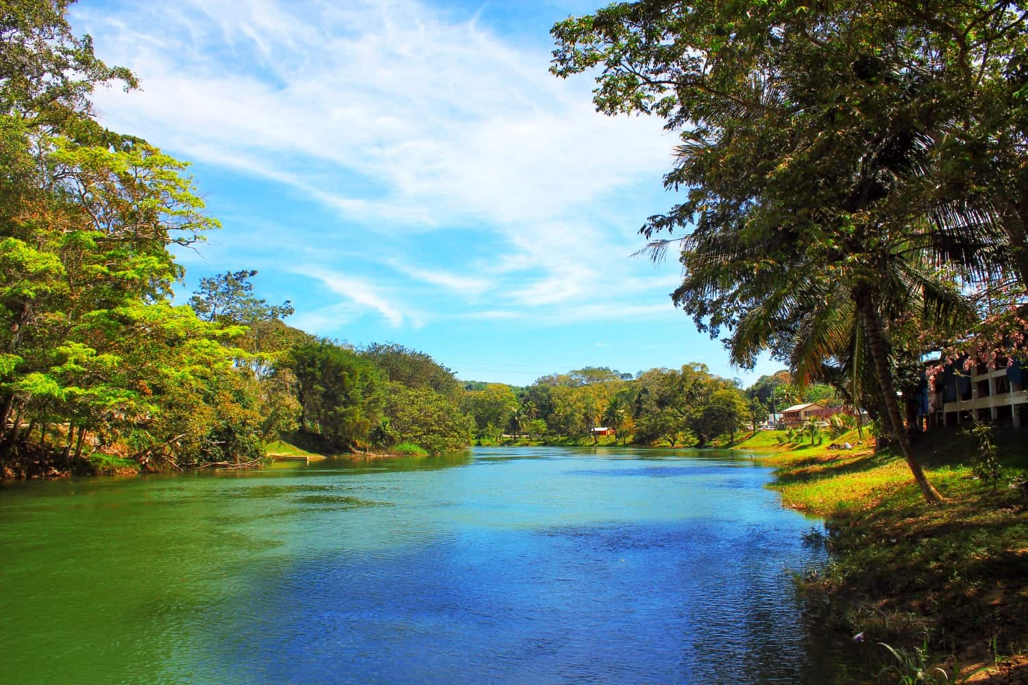 Belize jungle