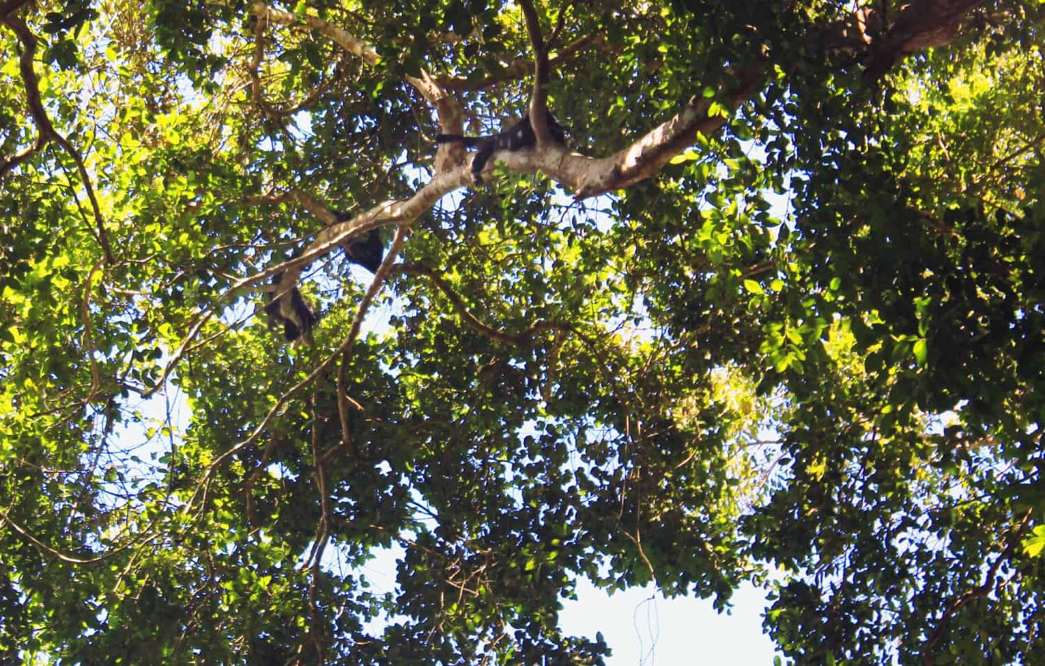 Monkeys at Xunantunich