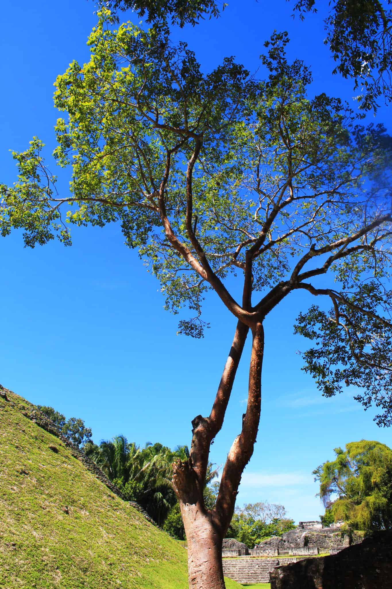 Tree in Xunantunich