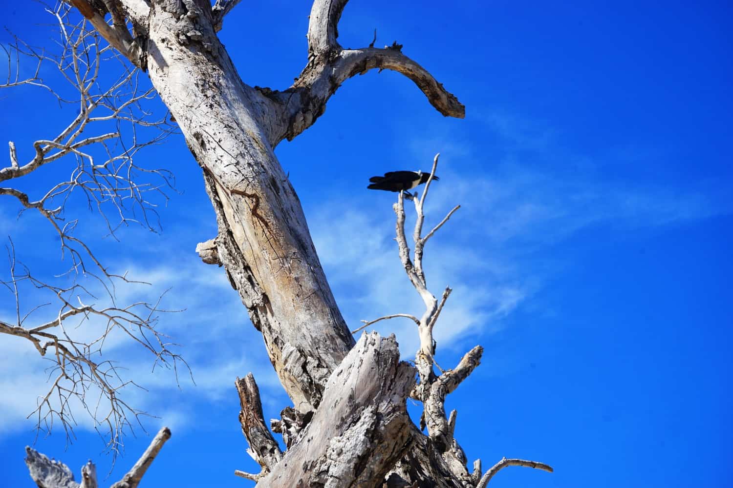 Bird on Magaruque Island