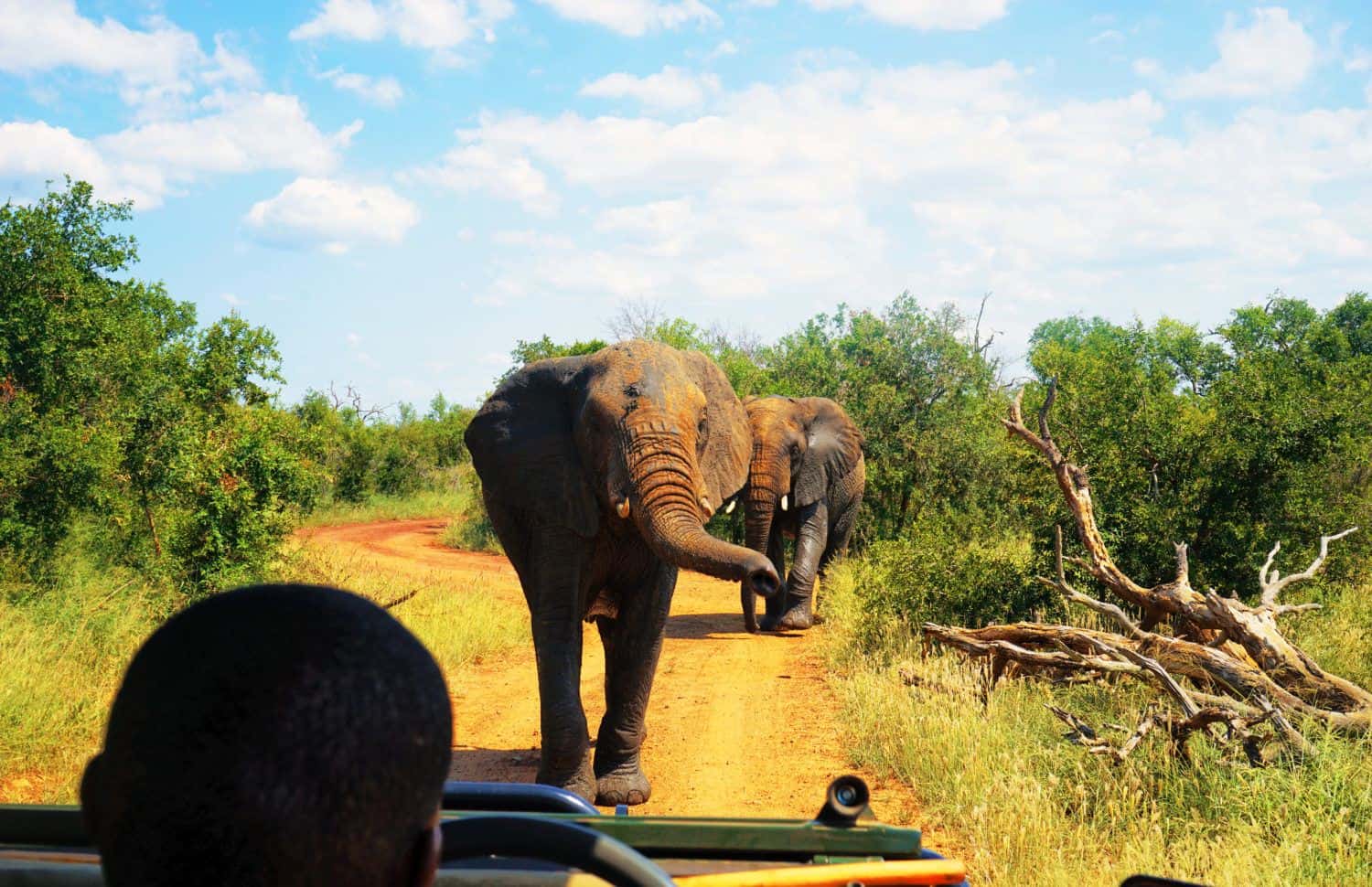 Elephants in Hlane National Park