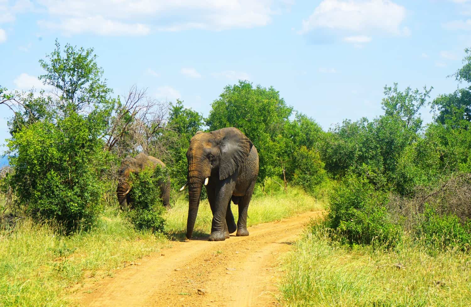 Elephant at Hlane National Park