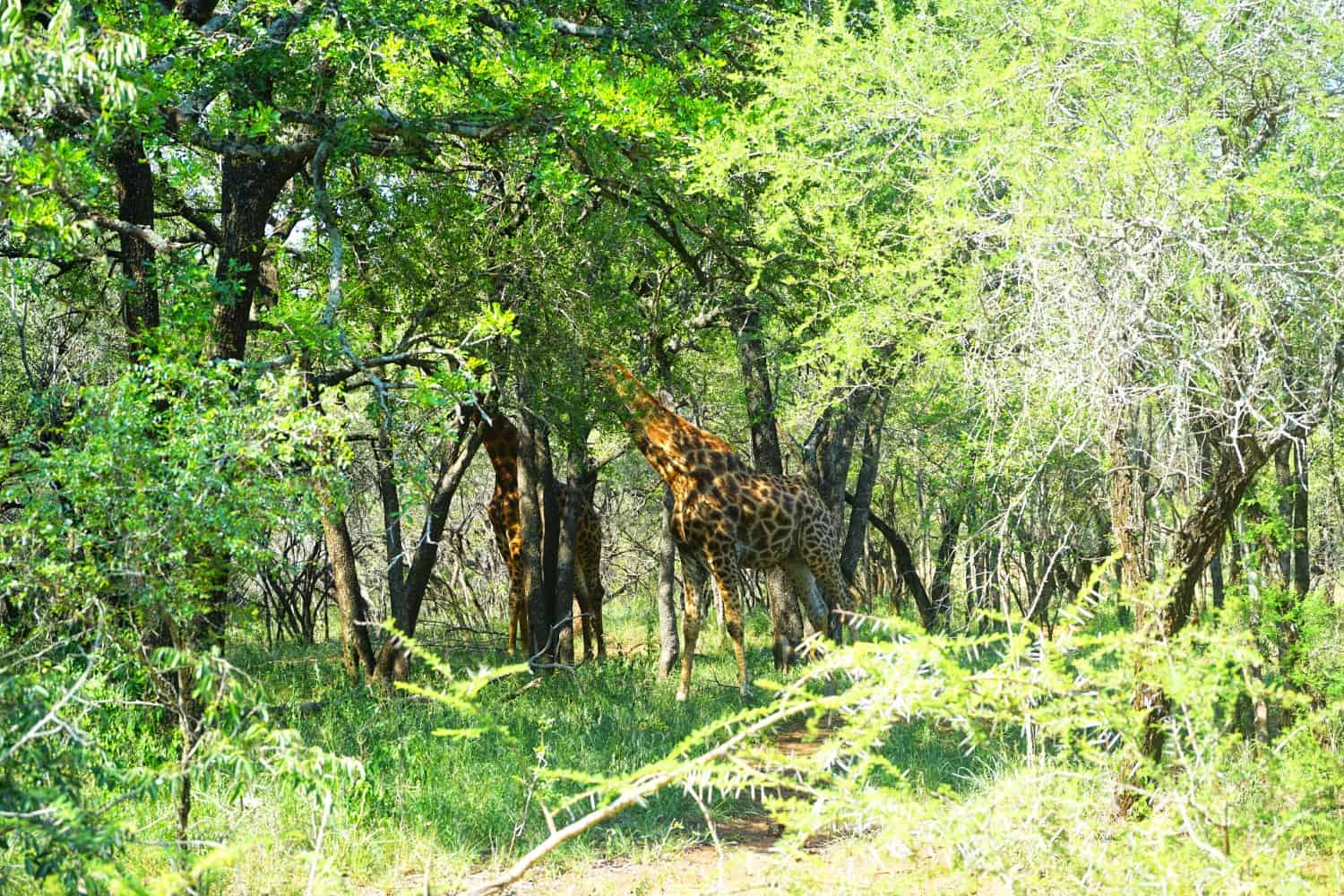 Giraffes at Hlane National Park