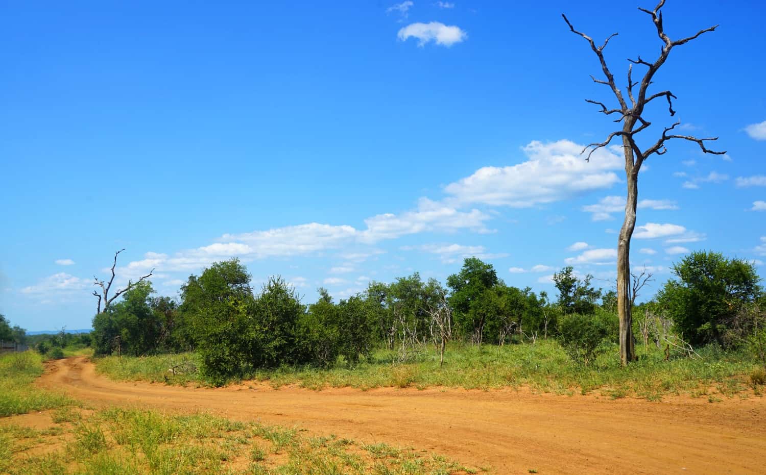 Hlane National Park Scenery