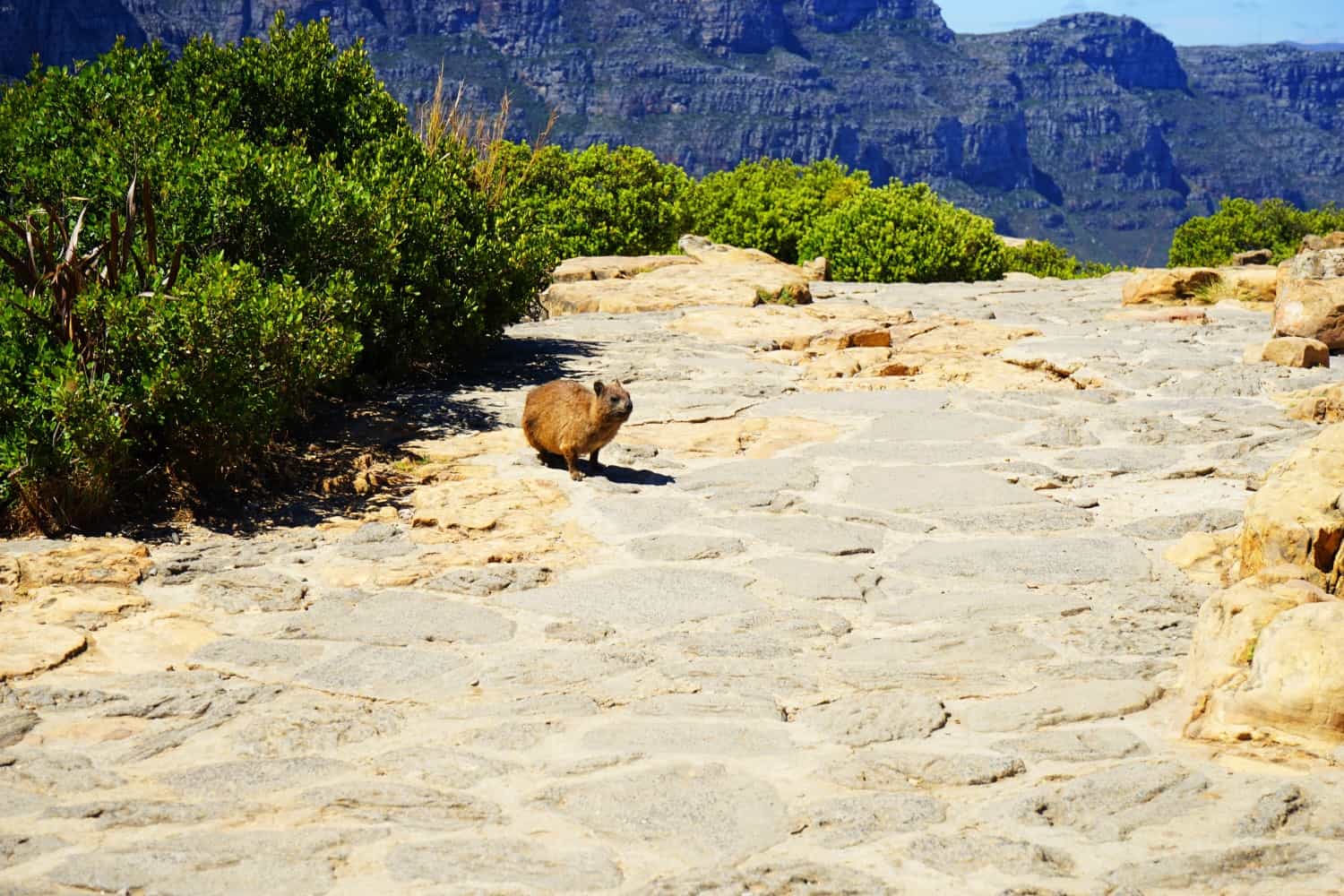 Hyrax on Lions Head, in Cape Town
