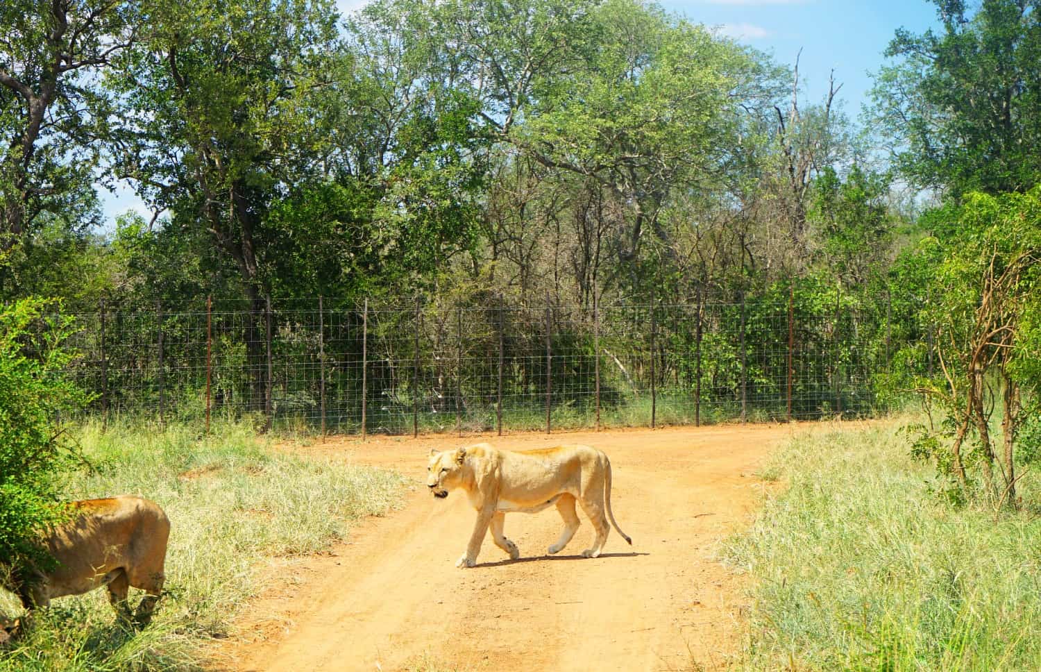 Lion at Hlane National Park
