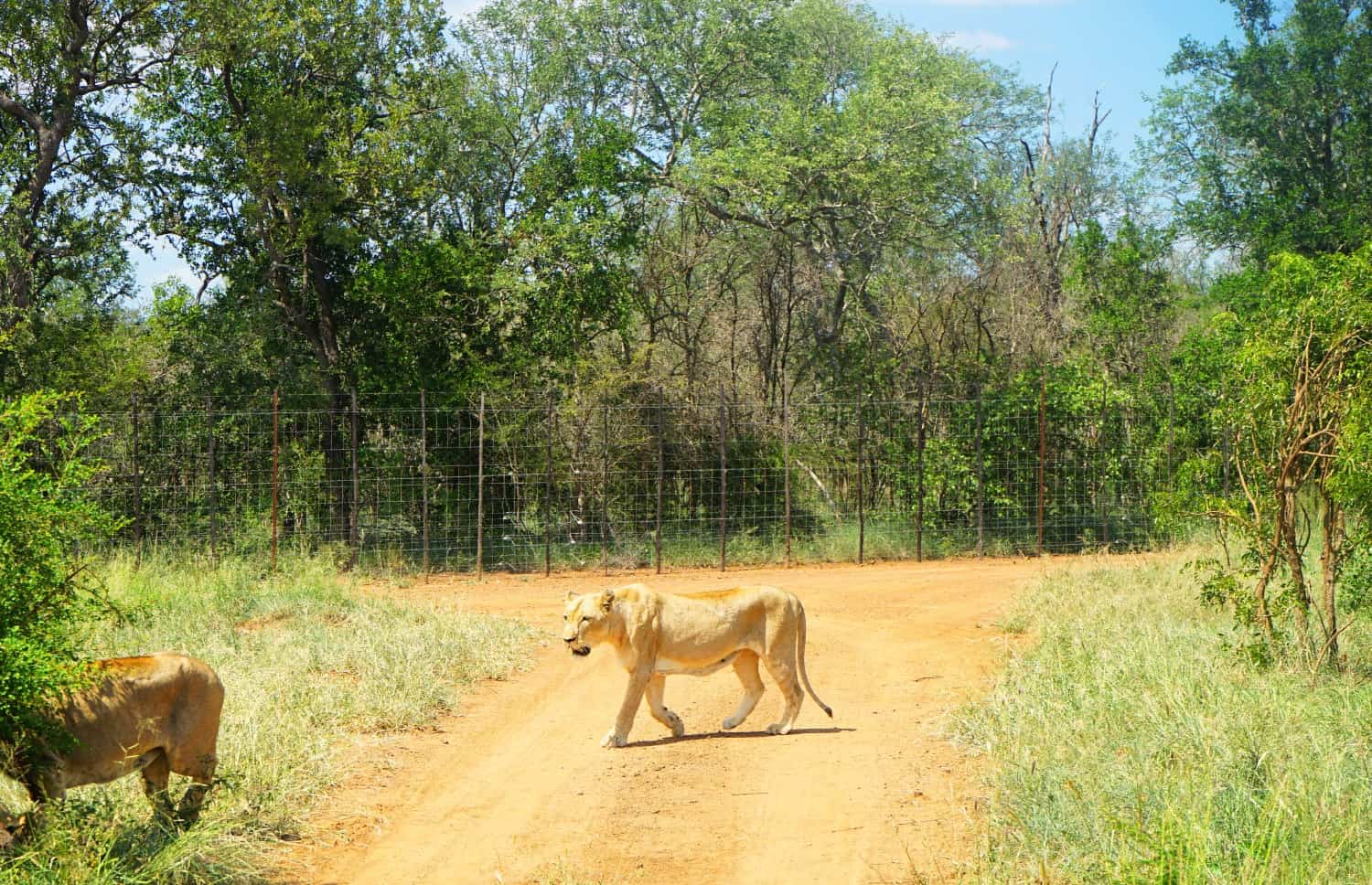 Lion at Hlane National Park