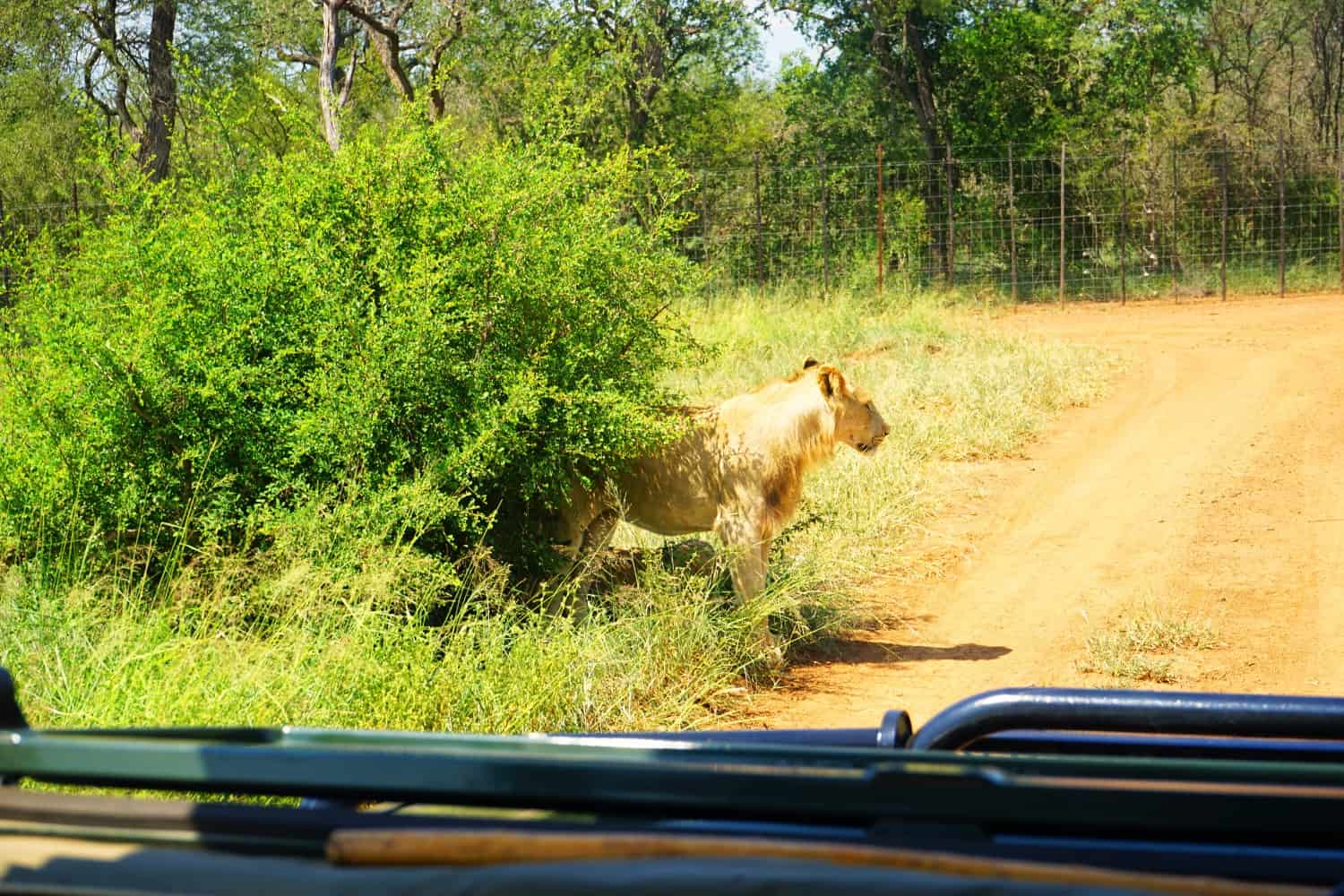 Lion at Hlane