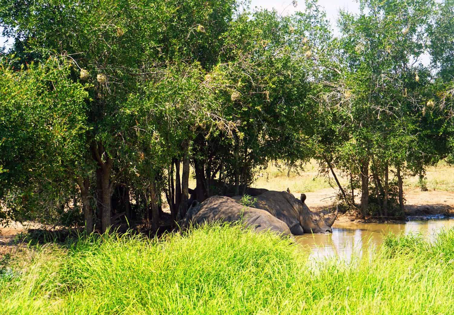 Rhinos at Hlane National Park