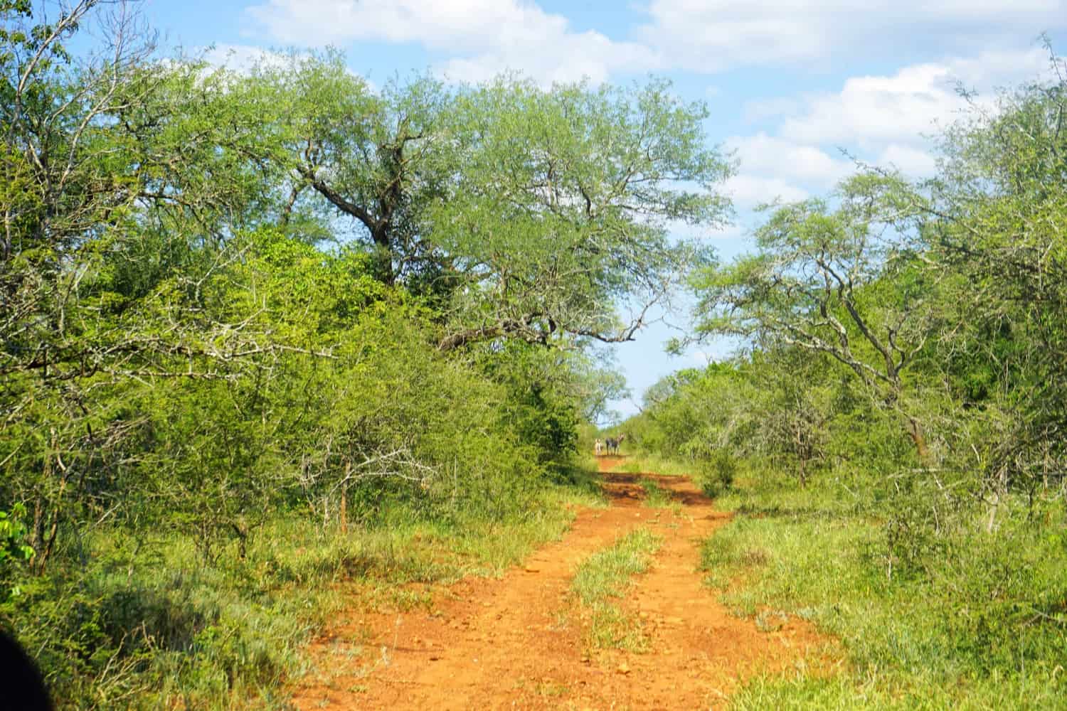 Zebras at Hlane National Park