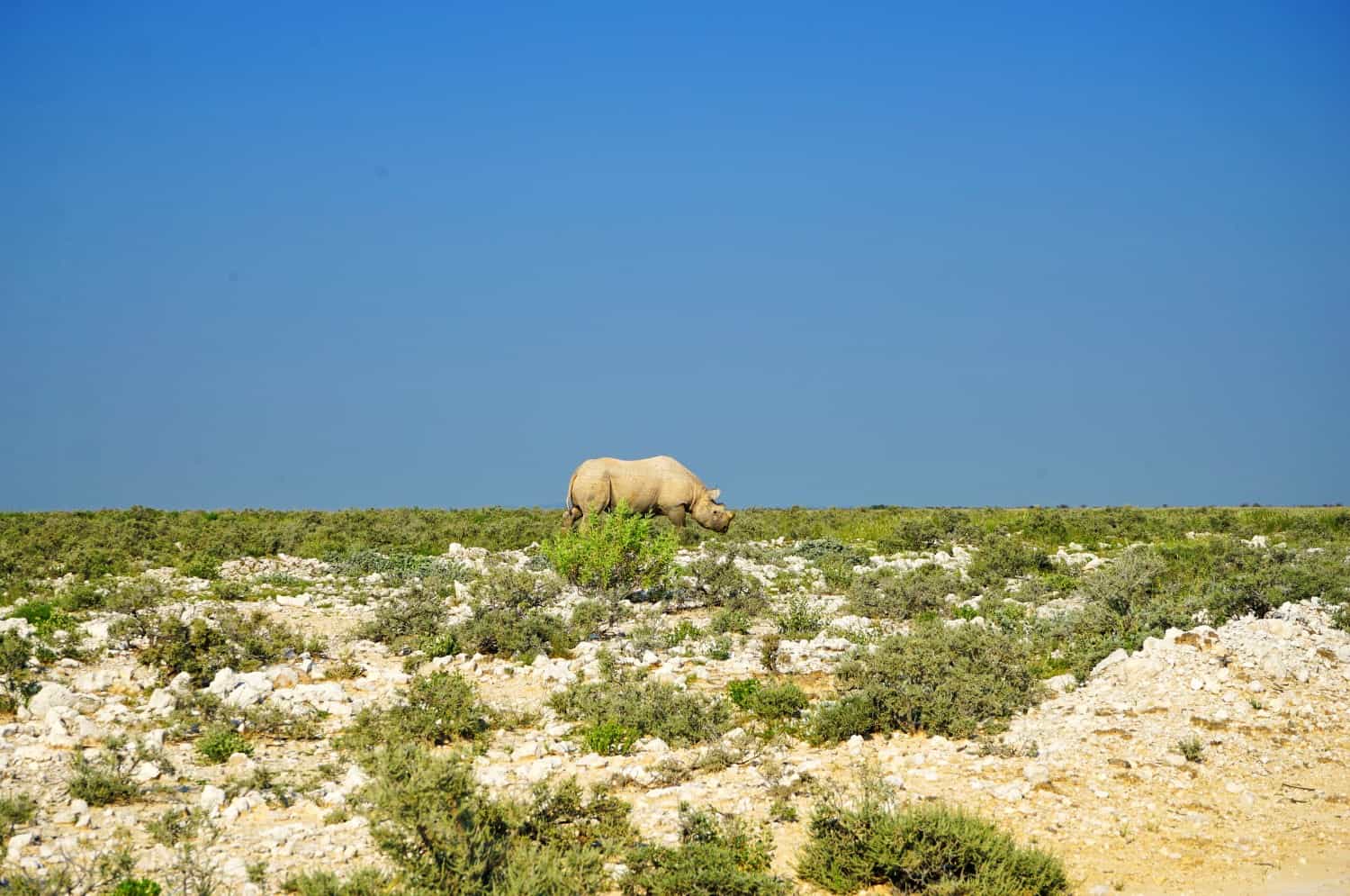 Black Rhino Etosha National Park