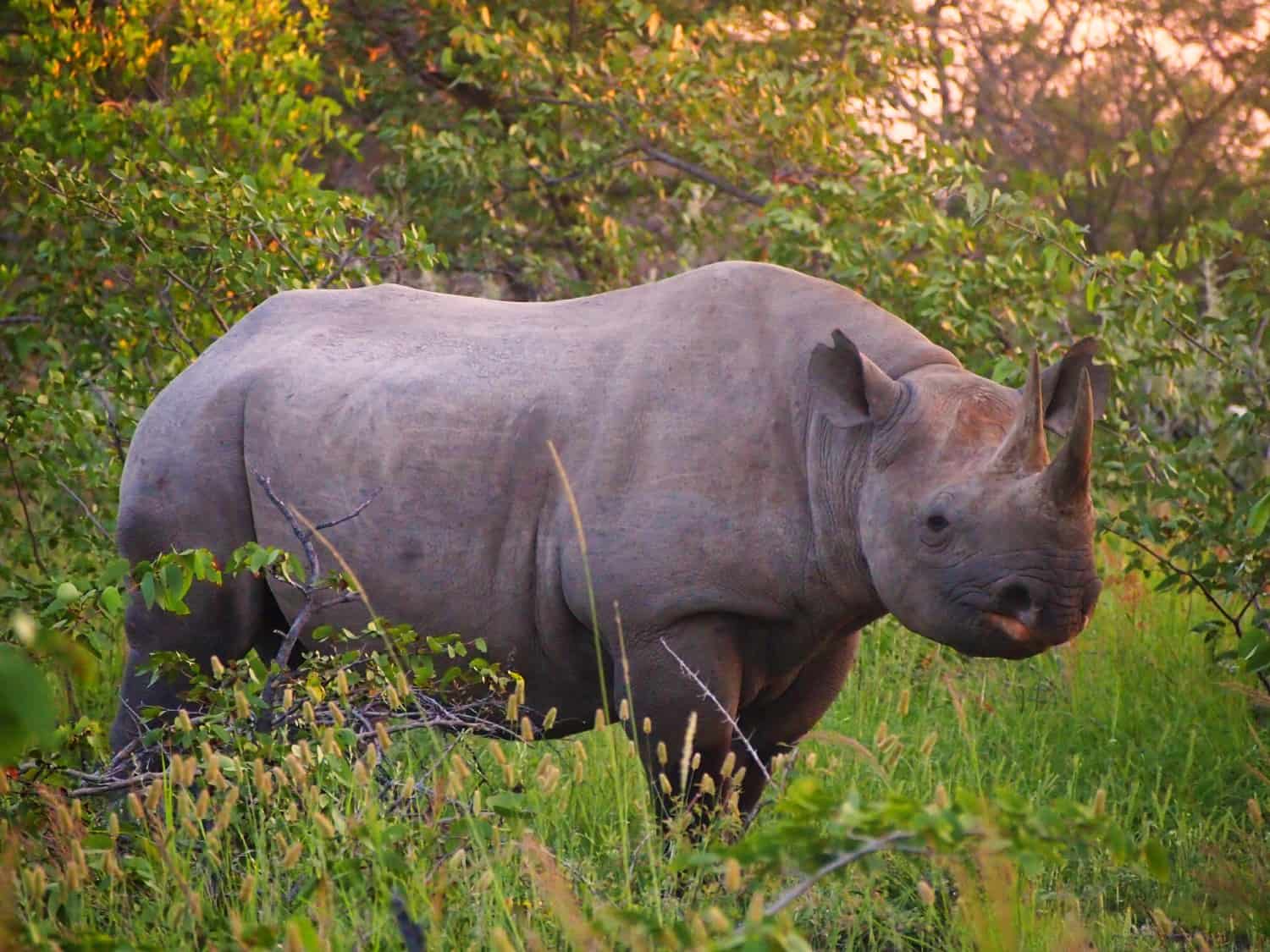 Black rhino in Etosha National Park