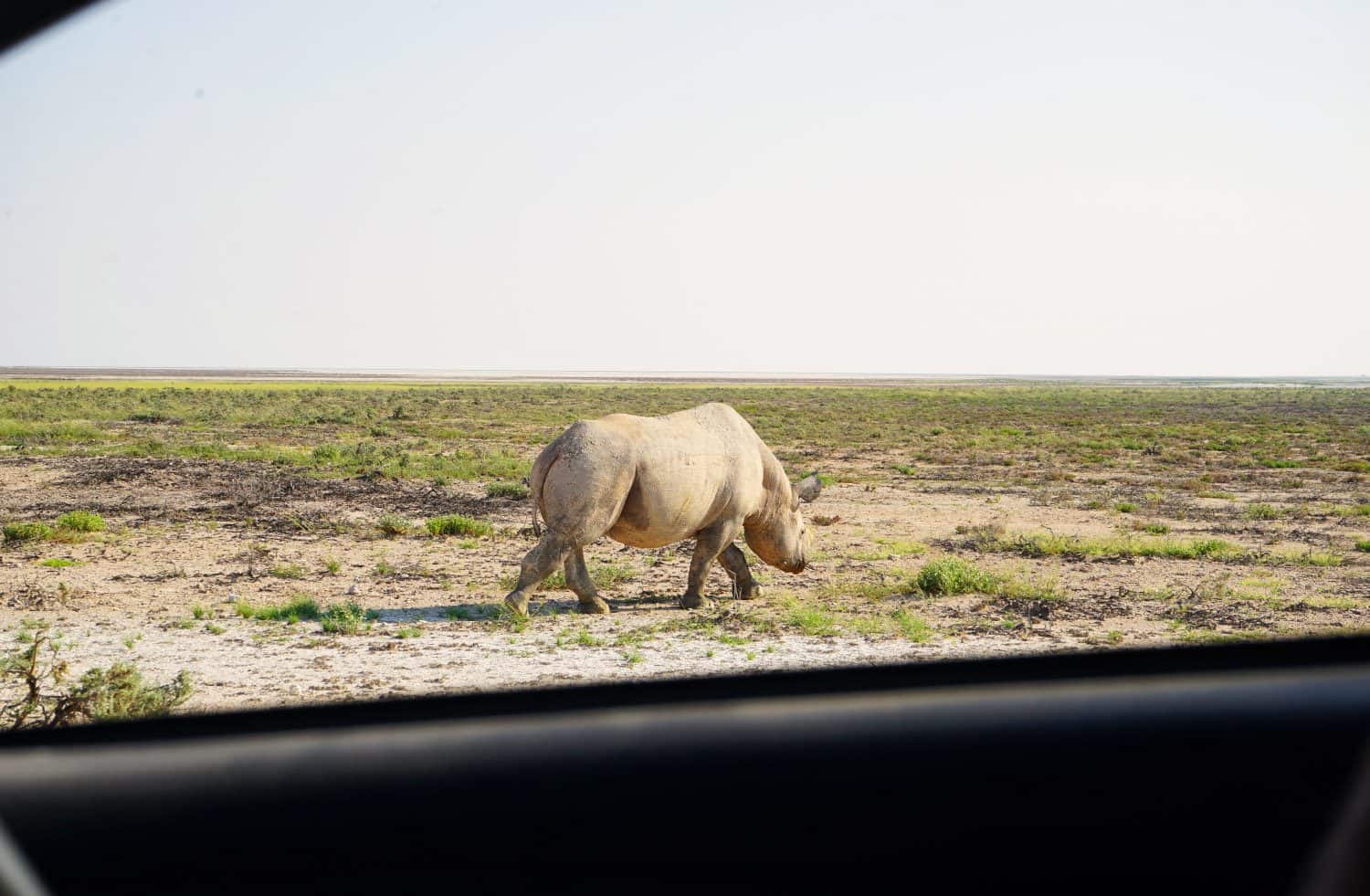 Black rhino in Etosha