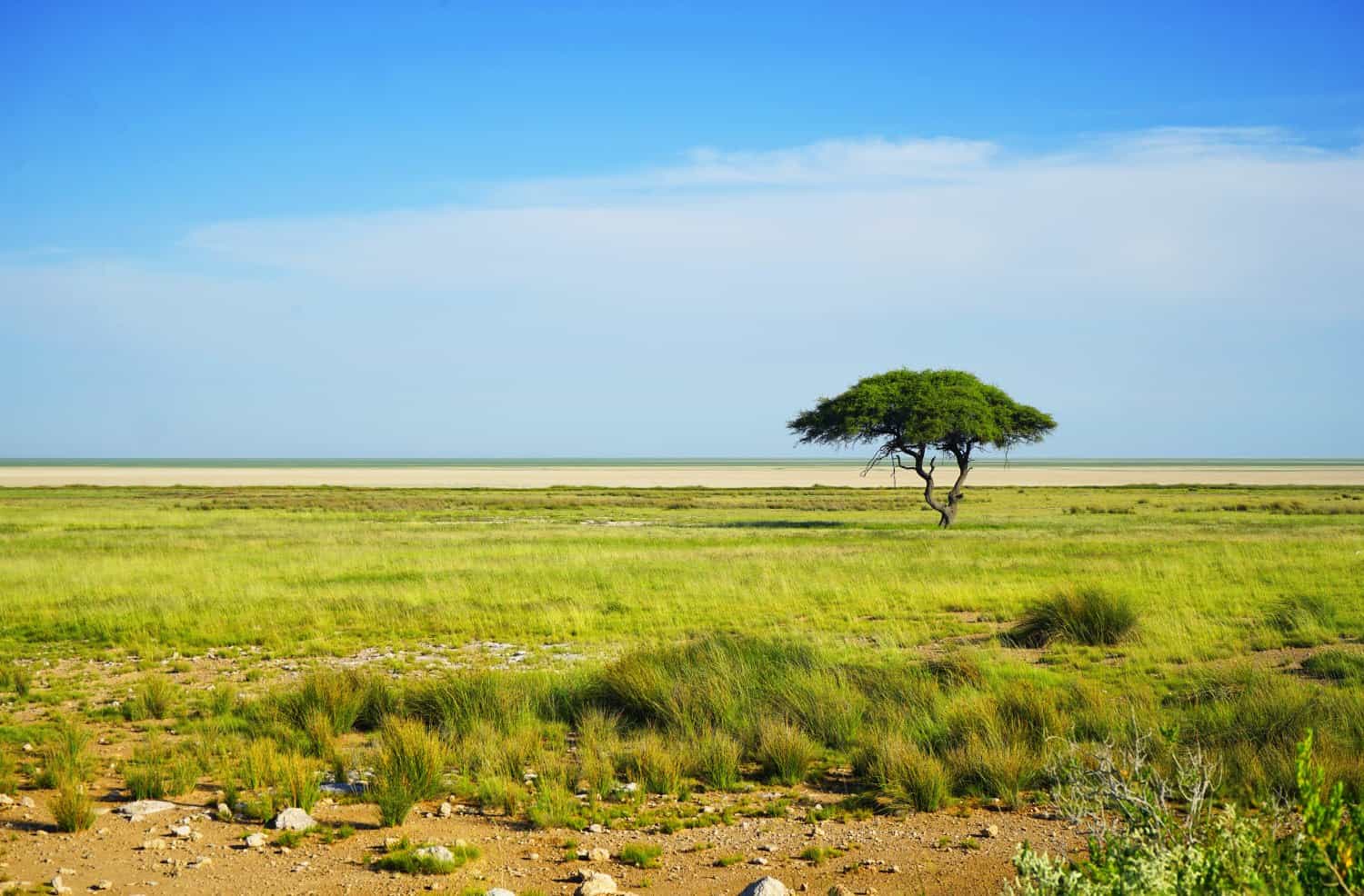 Etosha scenery