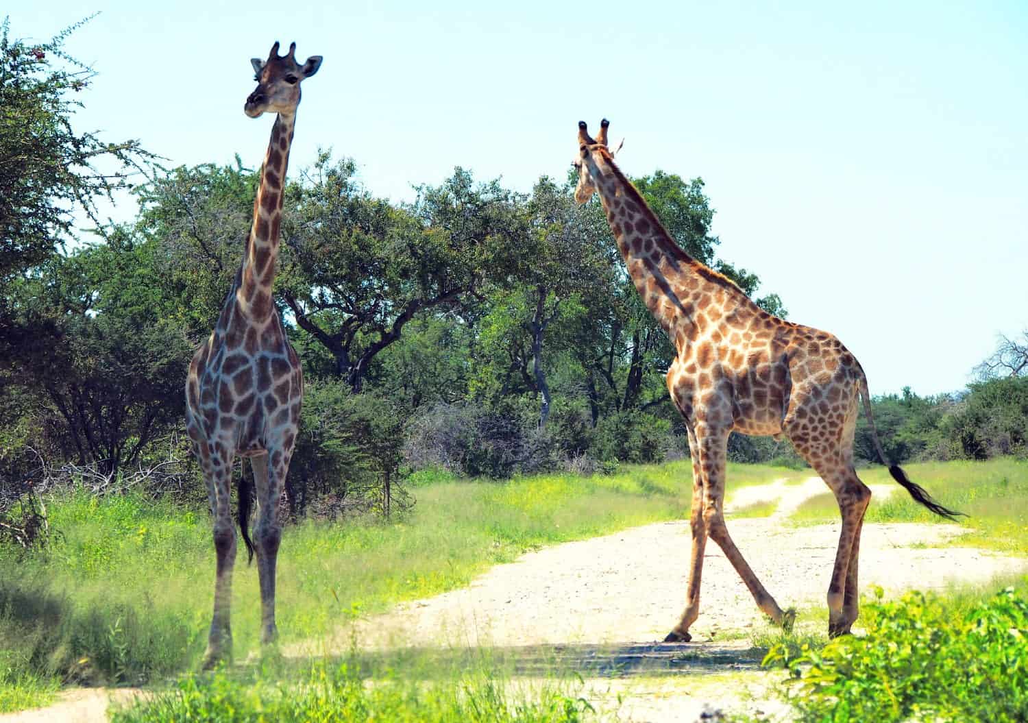 Giraffes at Etosha National Park