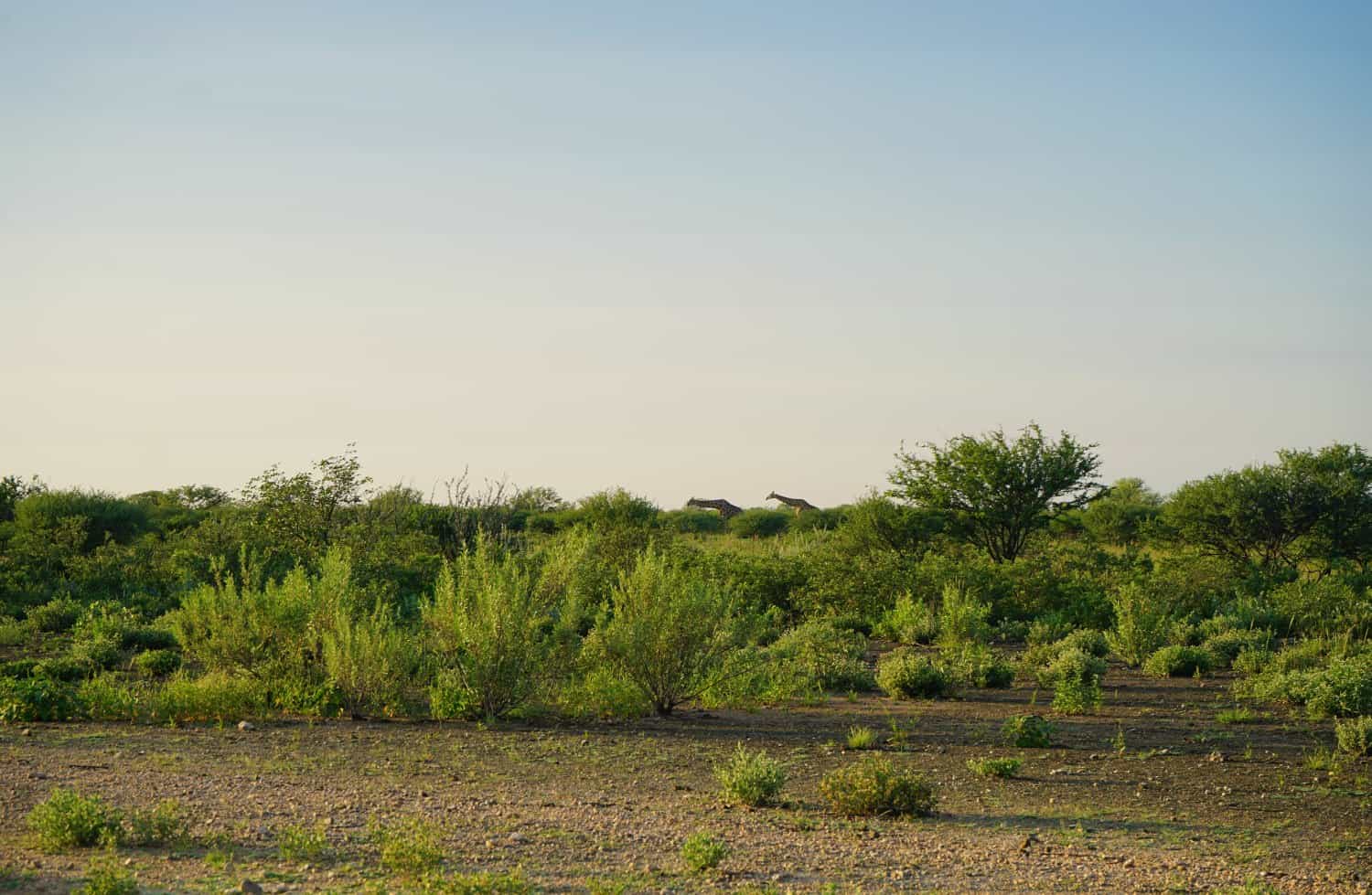 Giraffes in Etosha National Park Namibia