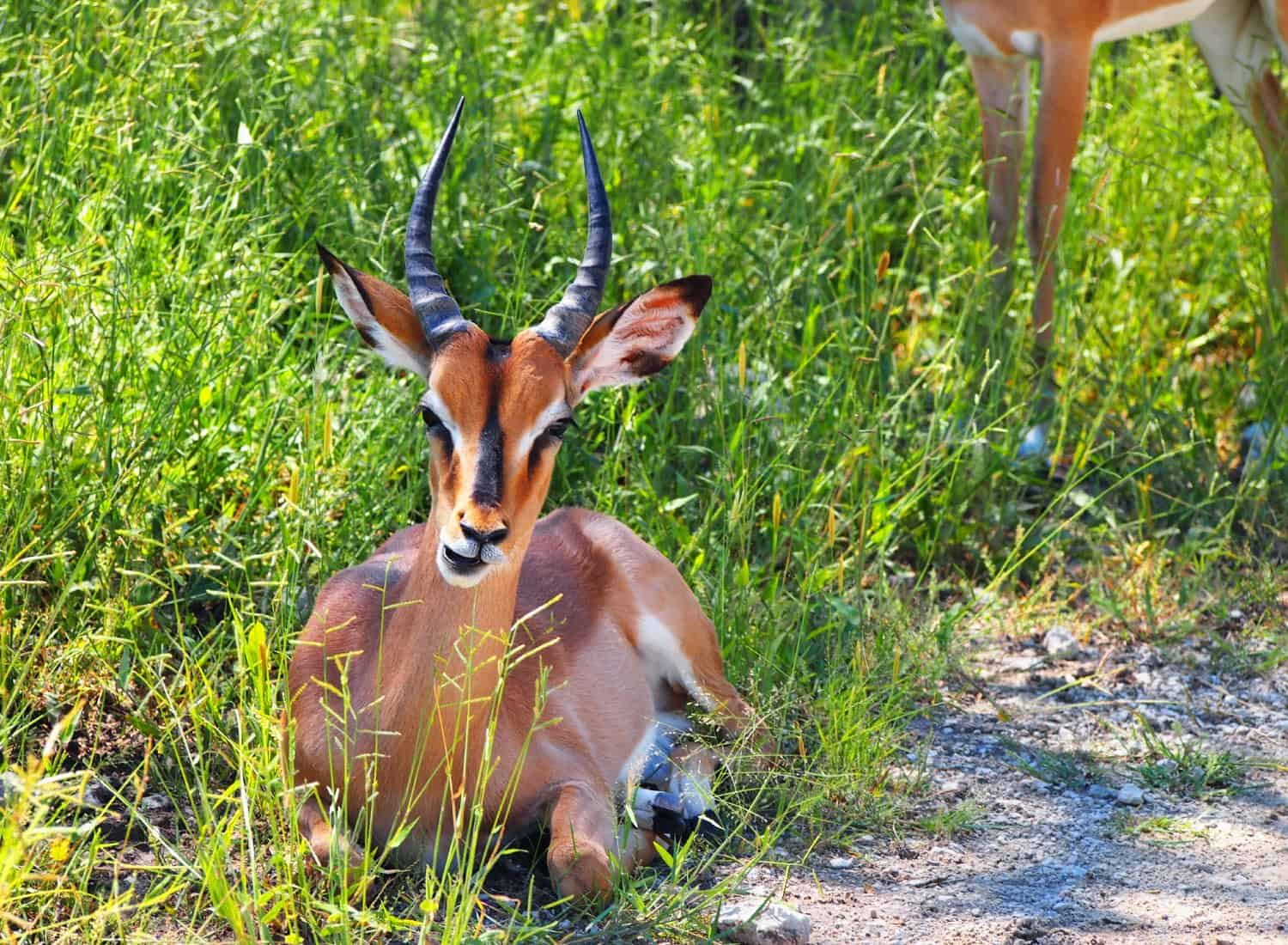 Impala in Etosha