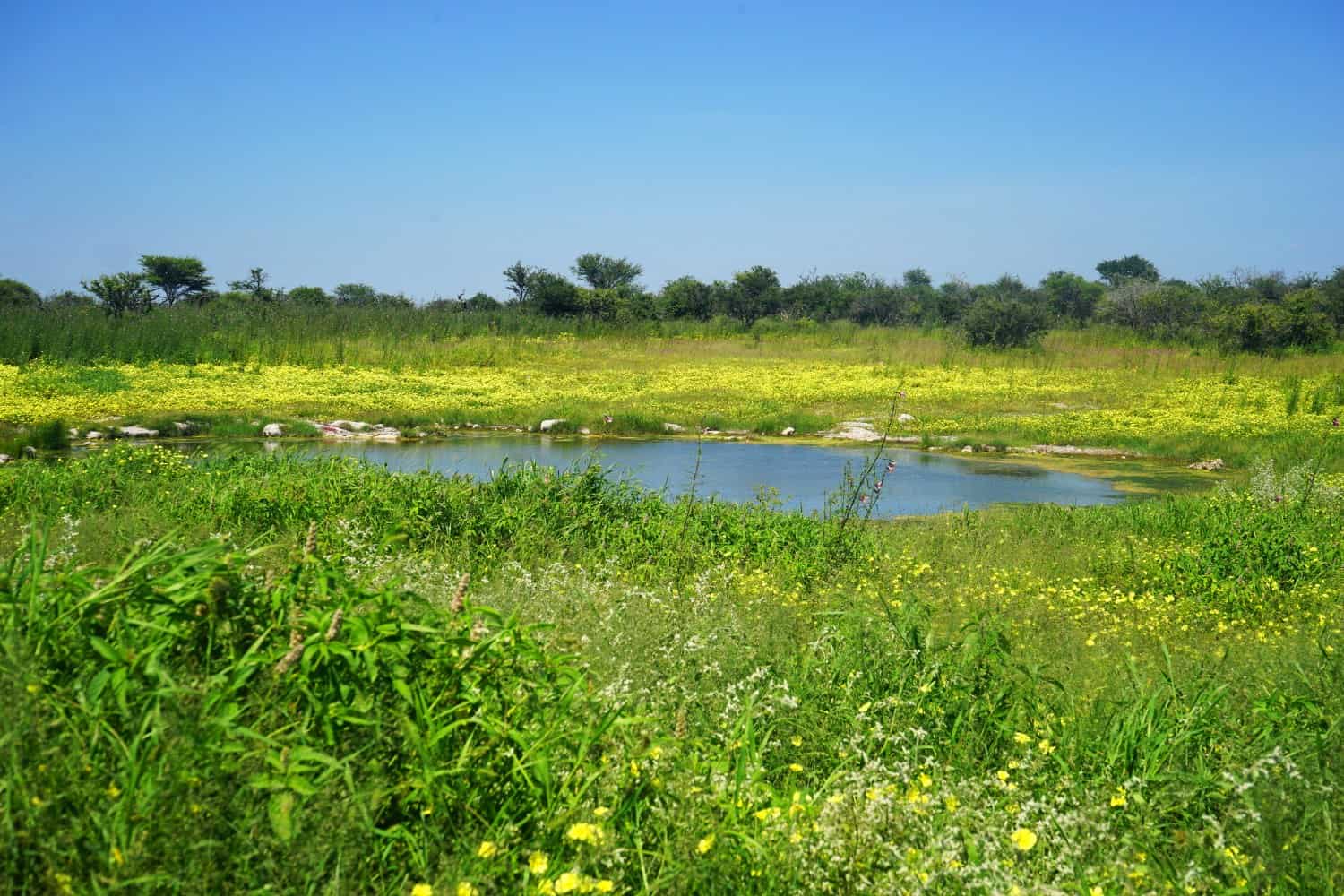 Namibia Waterhole