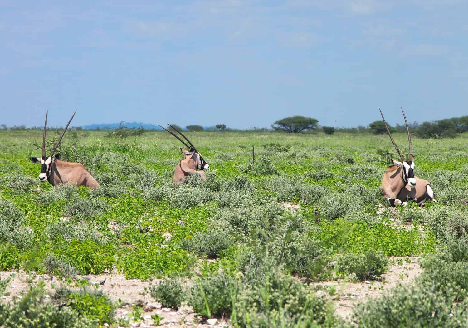 Oryx in Etosha