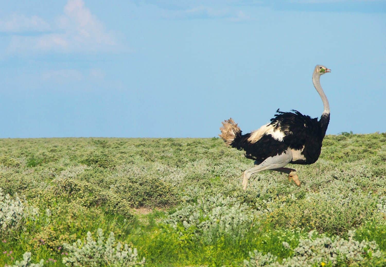 Ostrich at Etosha