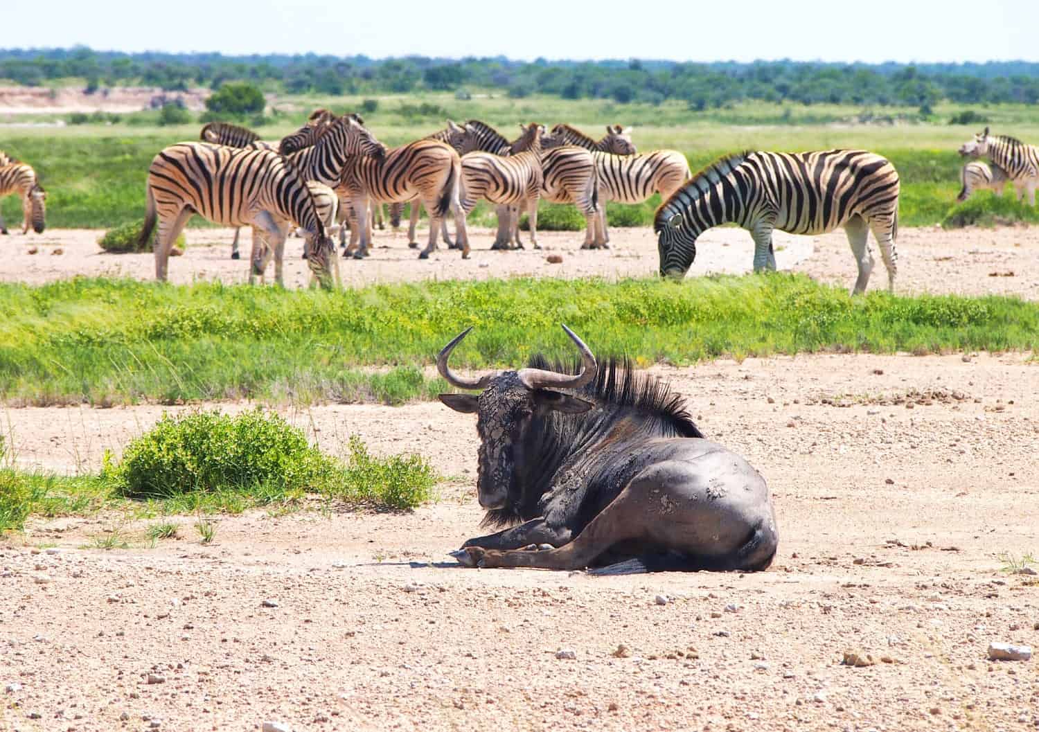 What's it Like to Visit Etosha National Park in March? Spoiler: Not Great