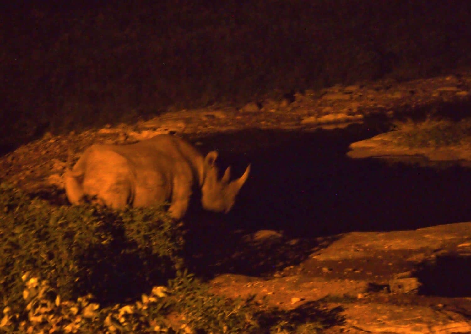 Rhino at night Etosha