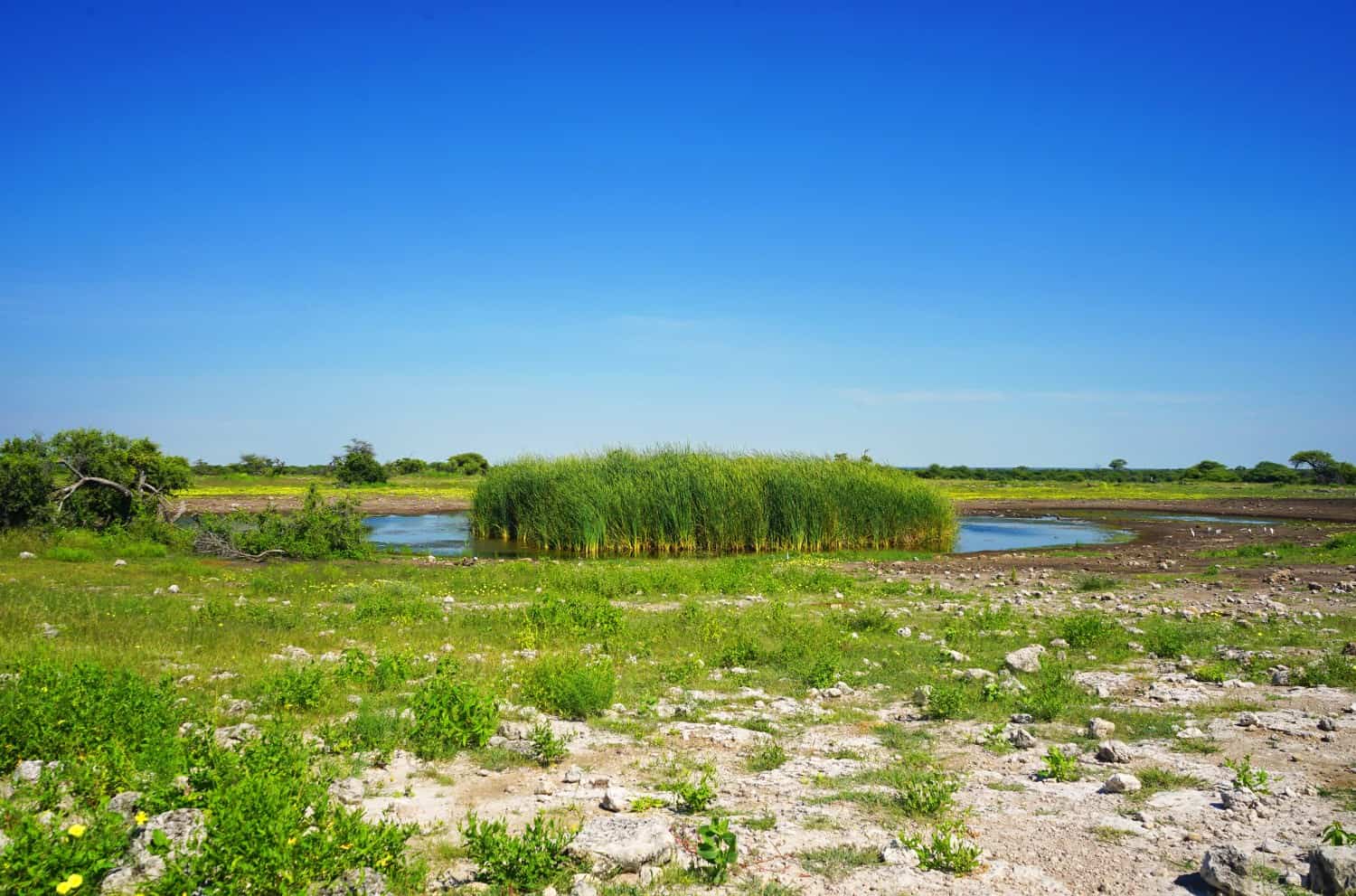 Watering Hole in Etosha