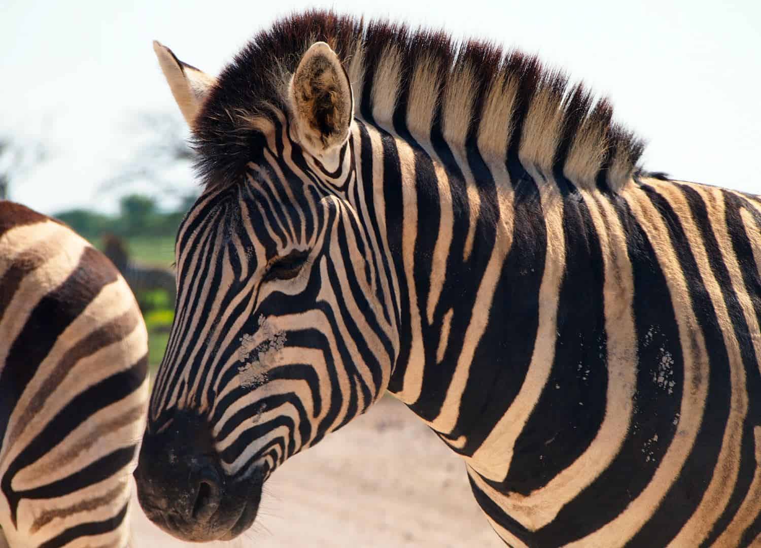 Zebra face up close in Namibia