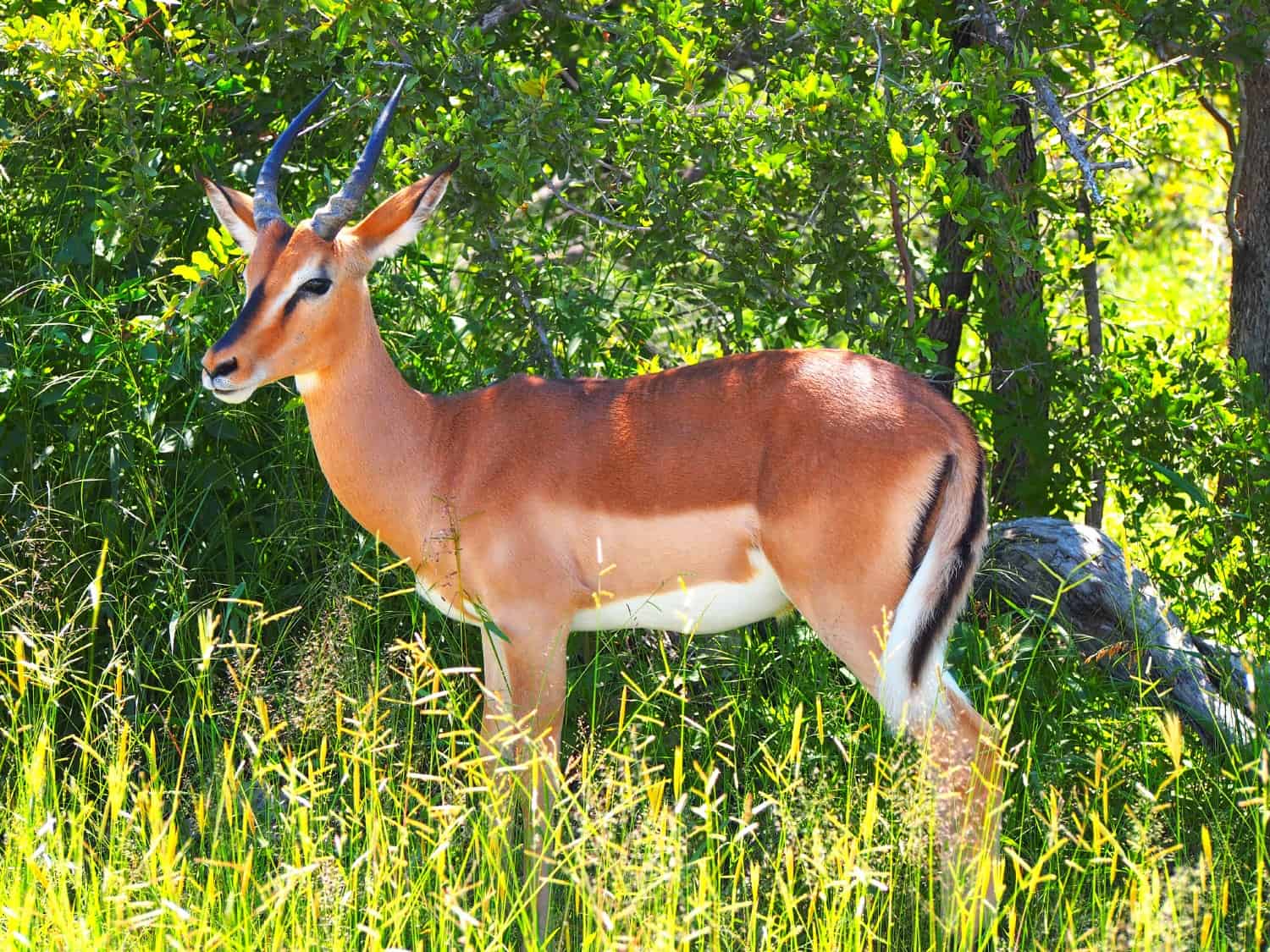 Impala at Etosha National Park