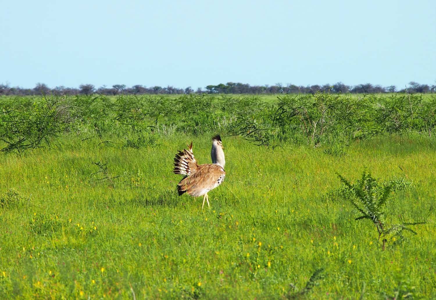 weird bird at etosha