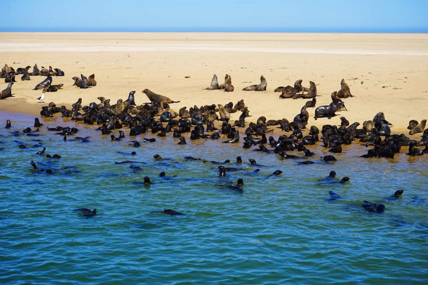 Seal colony at Walvis Bay